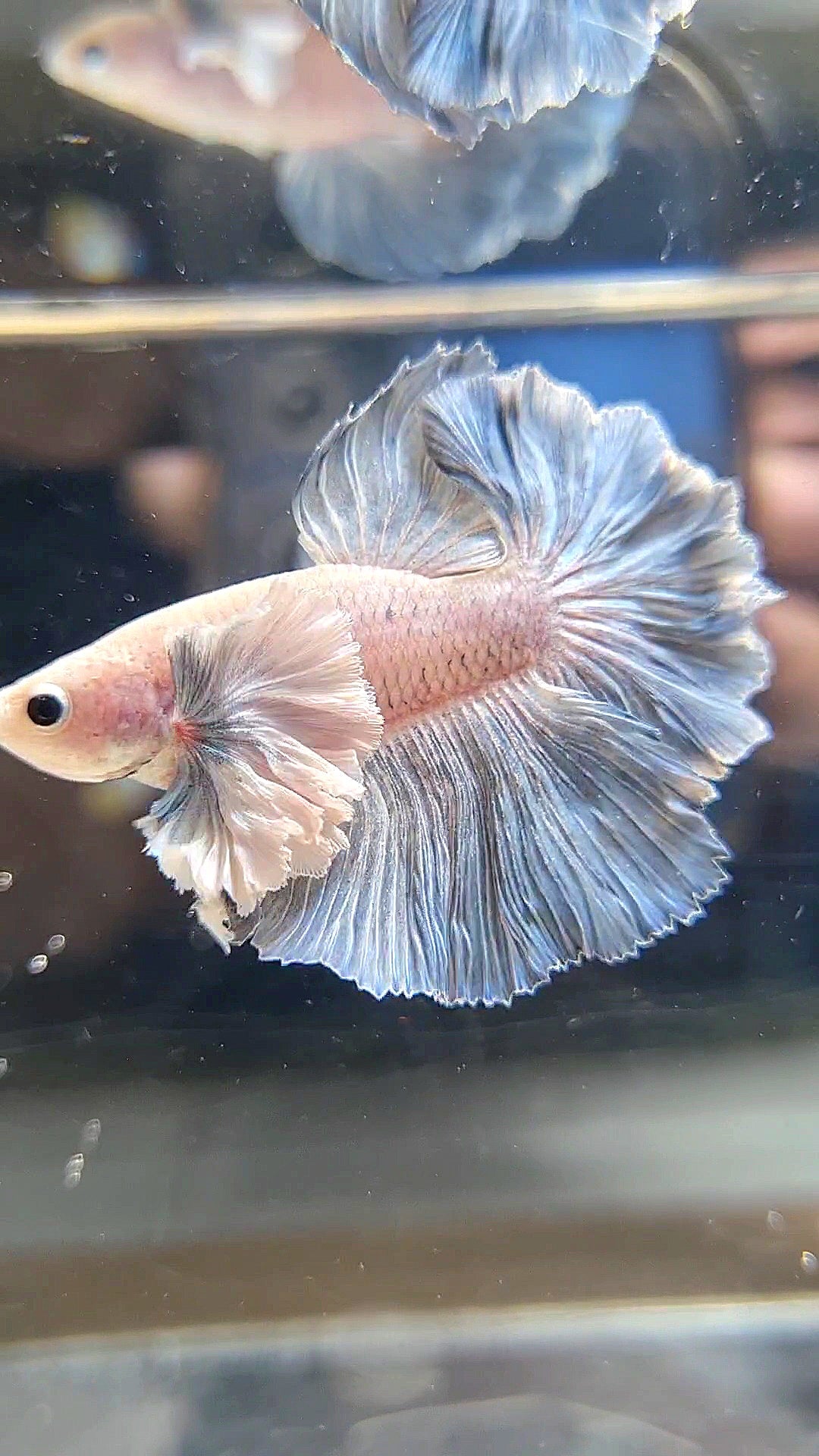 HALFMOON SUPER DUMBO EAR ROSETAIL BLUE GRIZZLE BETTA FISH
