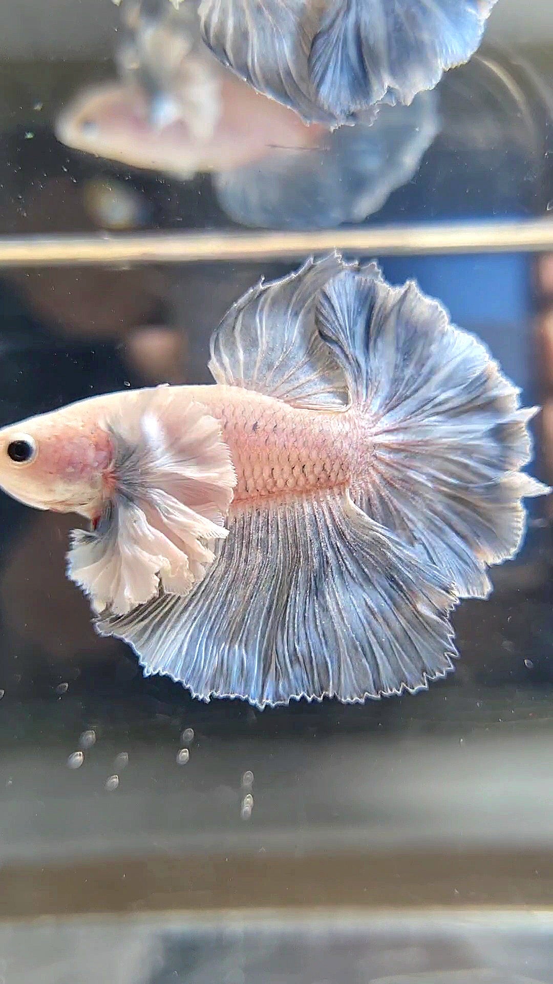 HALFMOON SUPER DUMBO EAR ROSETAIL BLUE GRIZZLE BETTA FISH