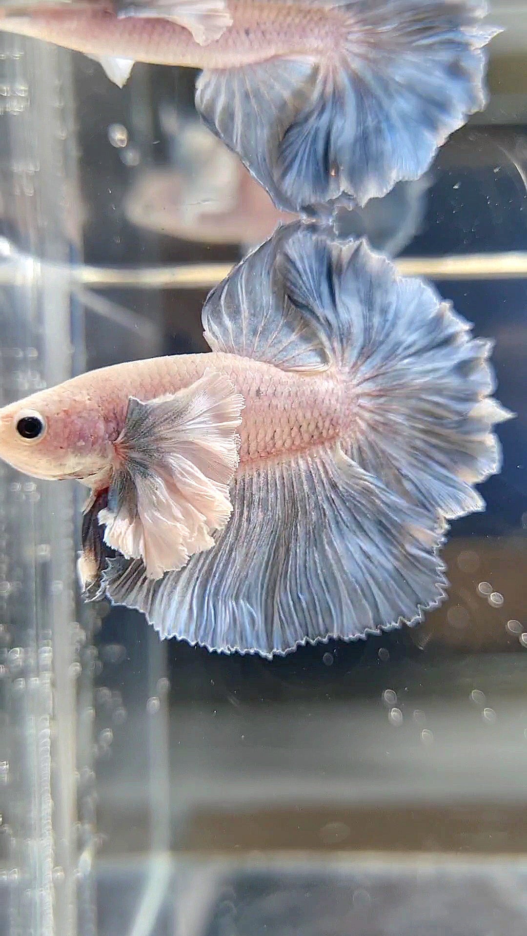 HALFMOON SUPER DUMBO EAR ROSETAIL BLUE GRIZZLE BETTA FISH