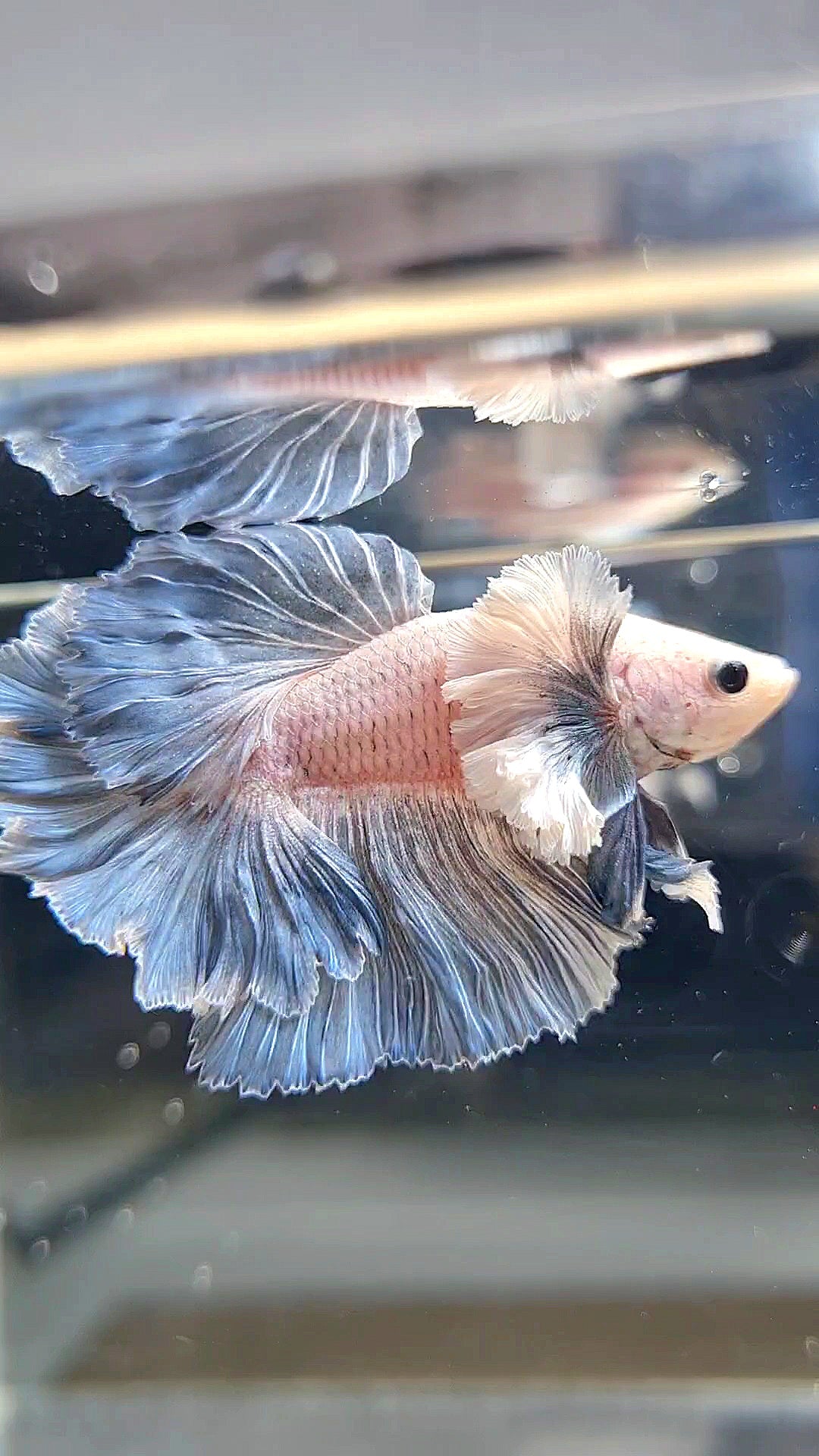 HALFMOON SUPER DUMBO EAR ROSETAIL BLUE GRIZZLE BETTA FISH