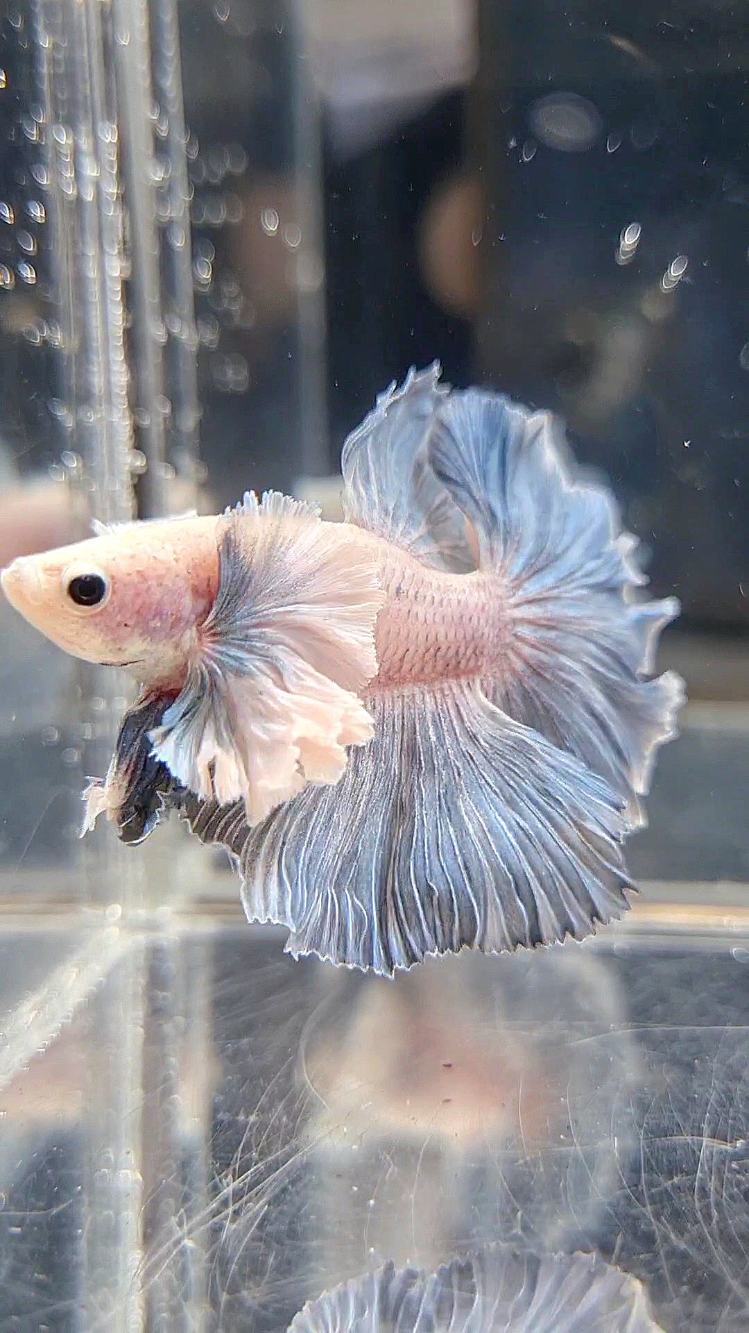 HALFMOON SUPER DUMBO EAR ROSETAIL BLUE GRIZZLE BETTA FISH