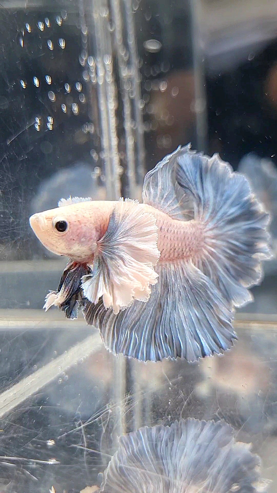 HALFMOON SUPER DUMBO EAR ROSETAIL BLUE GRIZZLE BETTA FISH