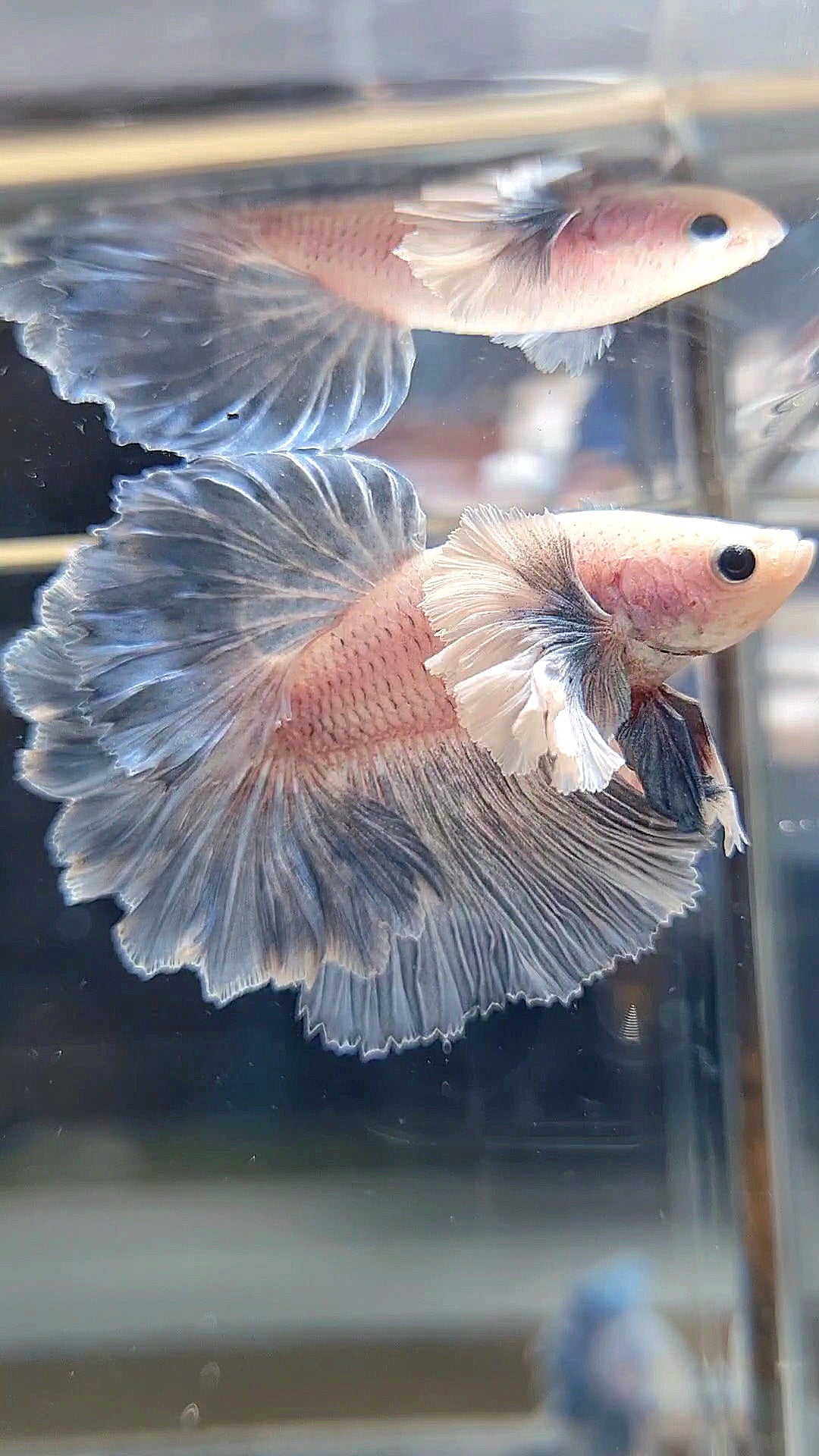 HALFMOON SUPER DUMBO EAR ROSETAIL BLUE GRIZZLE BETTA FISH