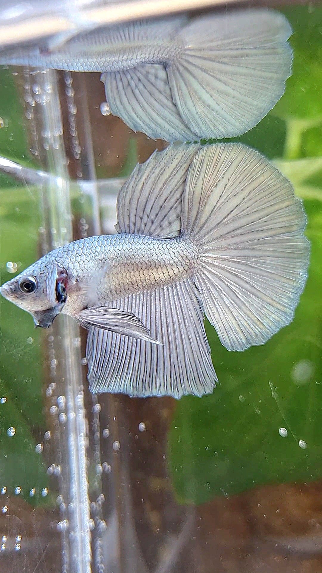 HALFMOON SUPER COPPER SOLID BETTA FISH