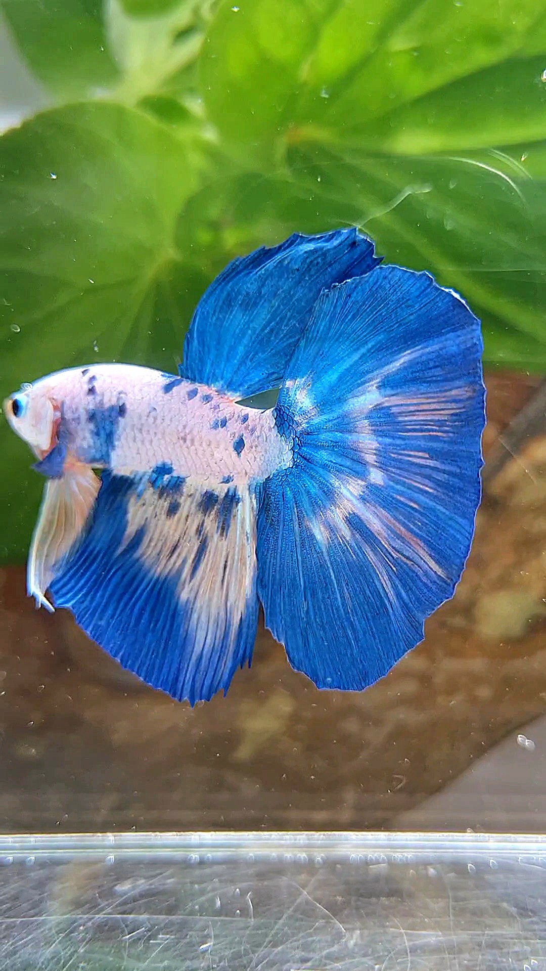 HALFMOON ROSETAIL WHITE BLUE RIM DOTS MARBLE BETTA FISH