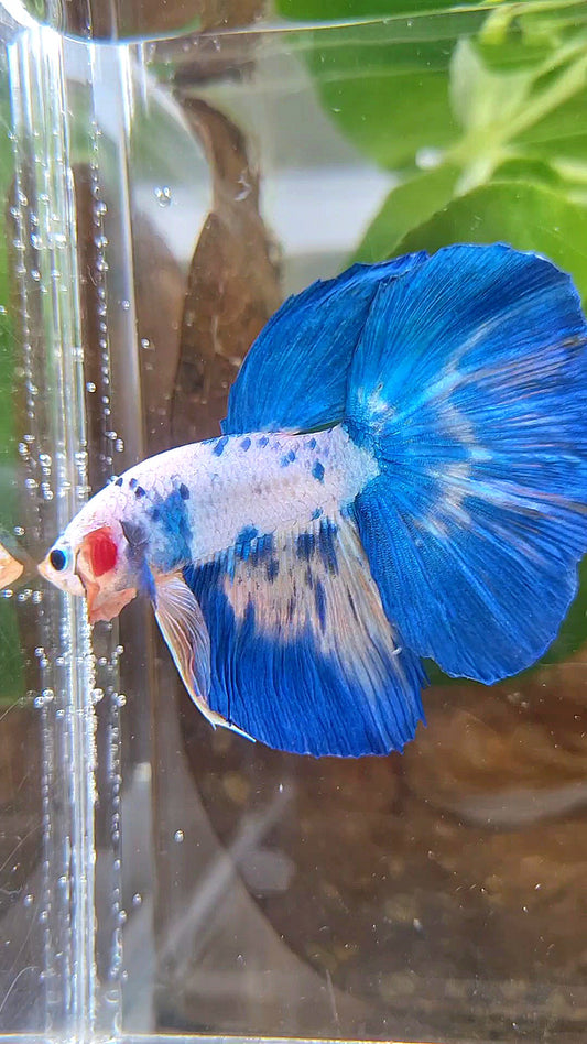 HALFMOON ROSETAIL WHITE BLUE RIM DOTS MARBLE BETTA FISH