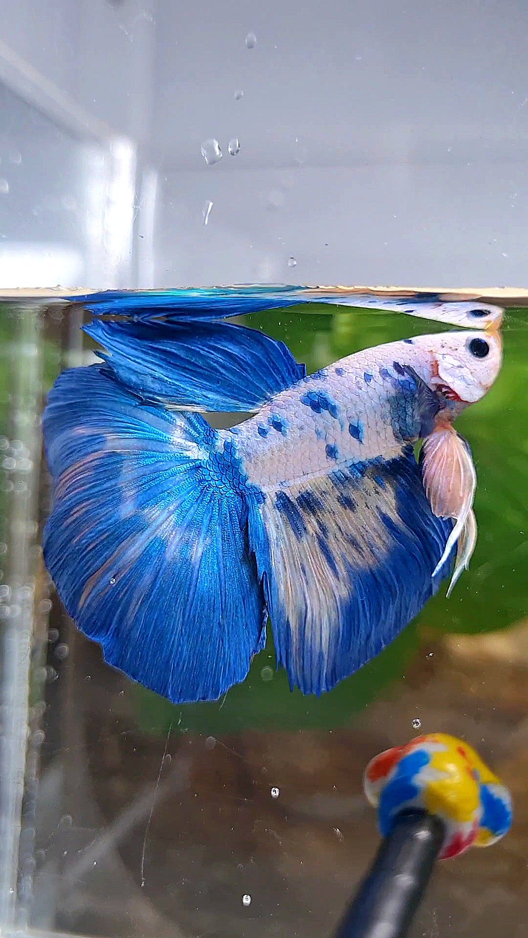 HALFMOON ROSETAIL WHITE BLUE RIM DOTS MARBLE BETTA FISH
