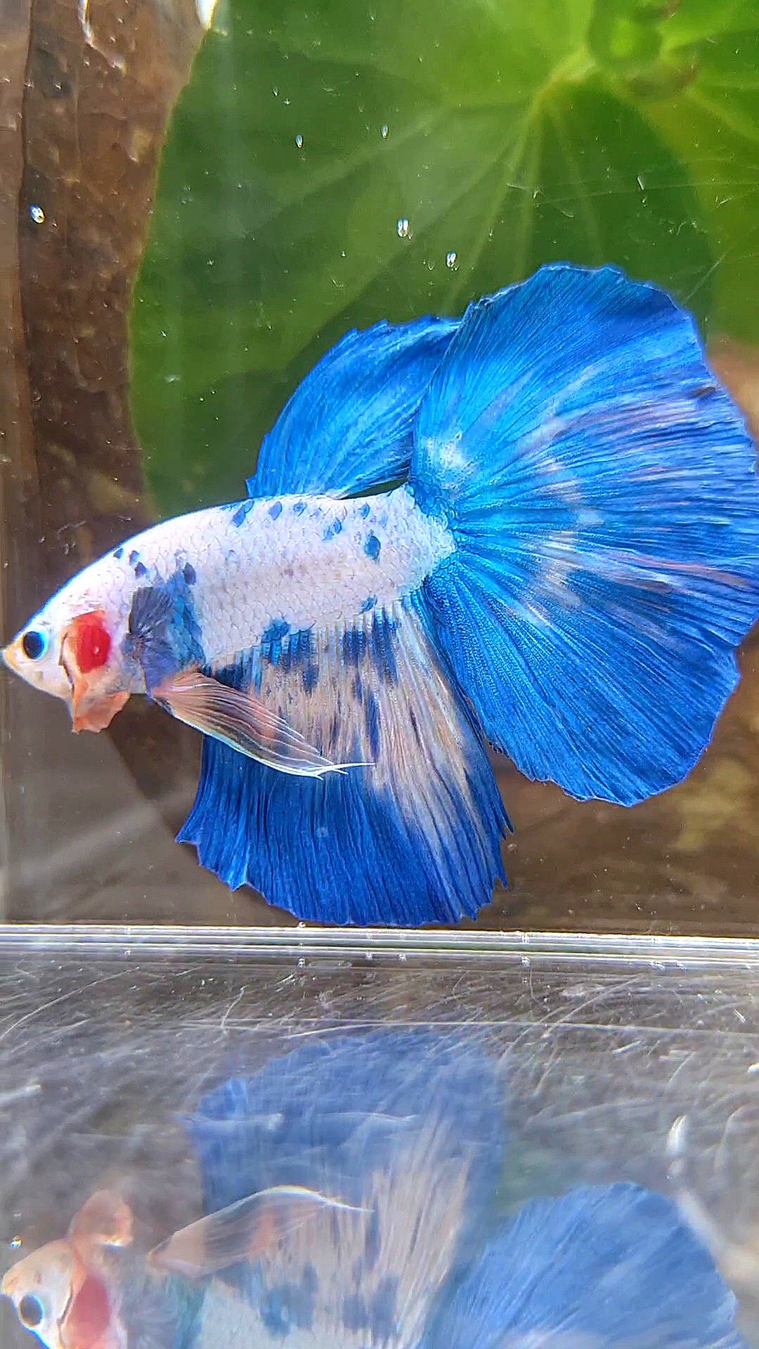 HALFMOON ROSETAIL WHITE BLUE RIM DOTS MARBLE BETTA FISH