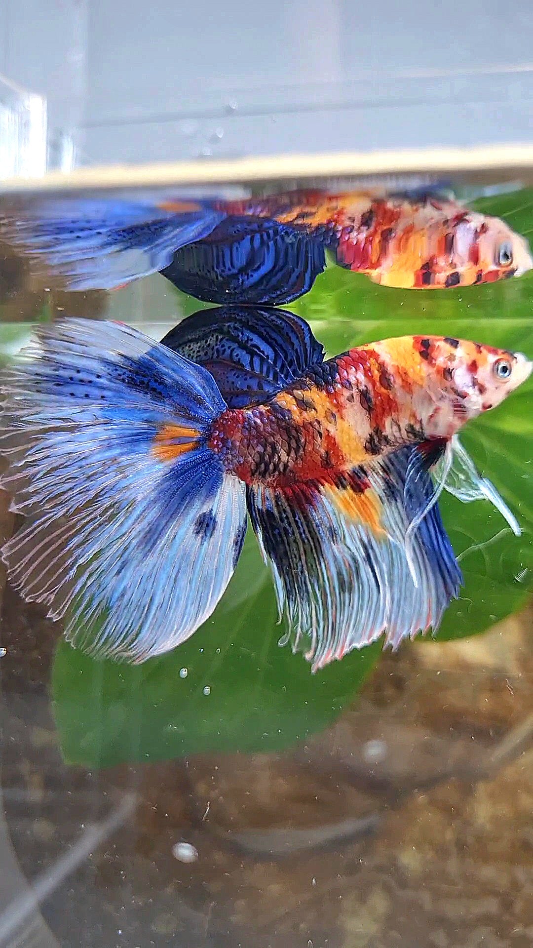 XL HALFMOON KOI MULTICOLOR TIGER BETTA FISH