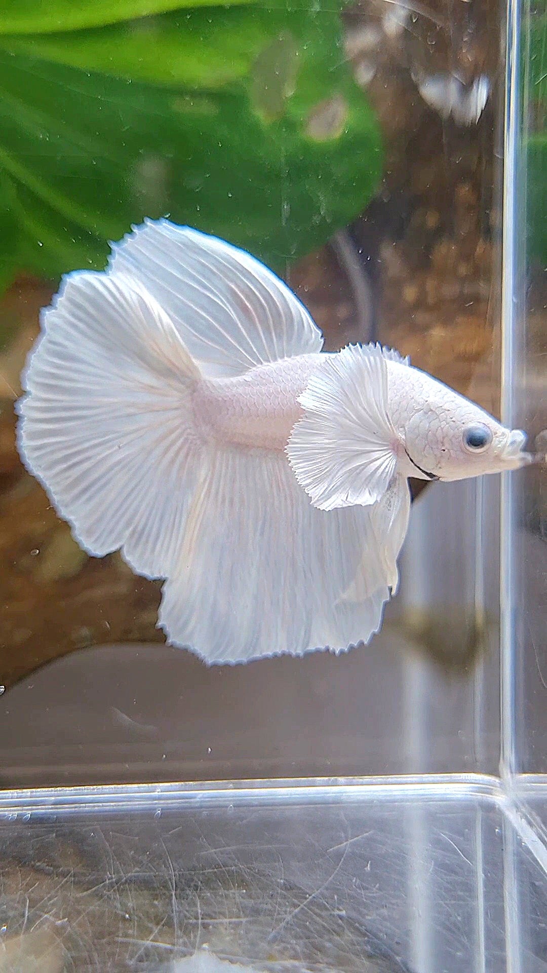 HALFMOON DUMBO EAR WHITE PLATINUM BETTA FISH