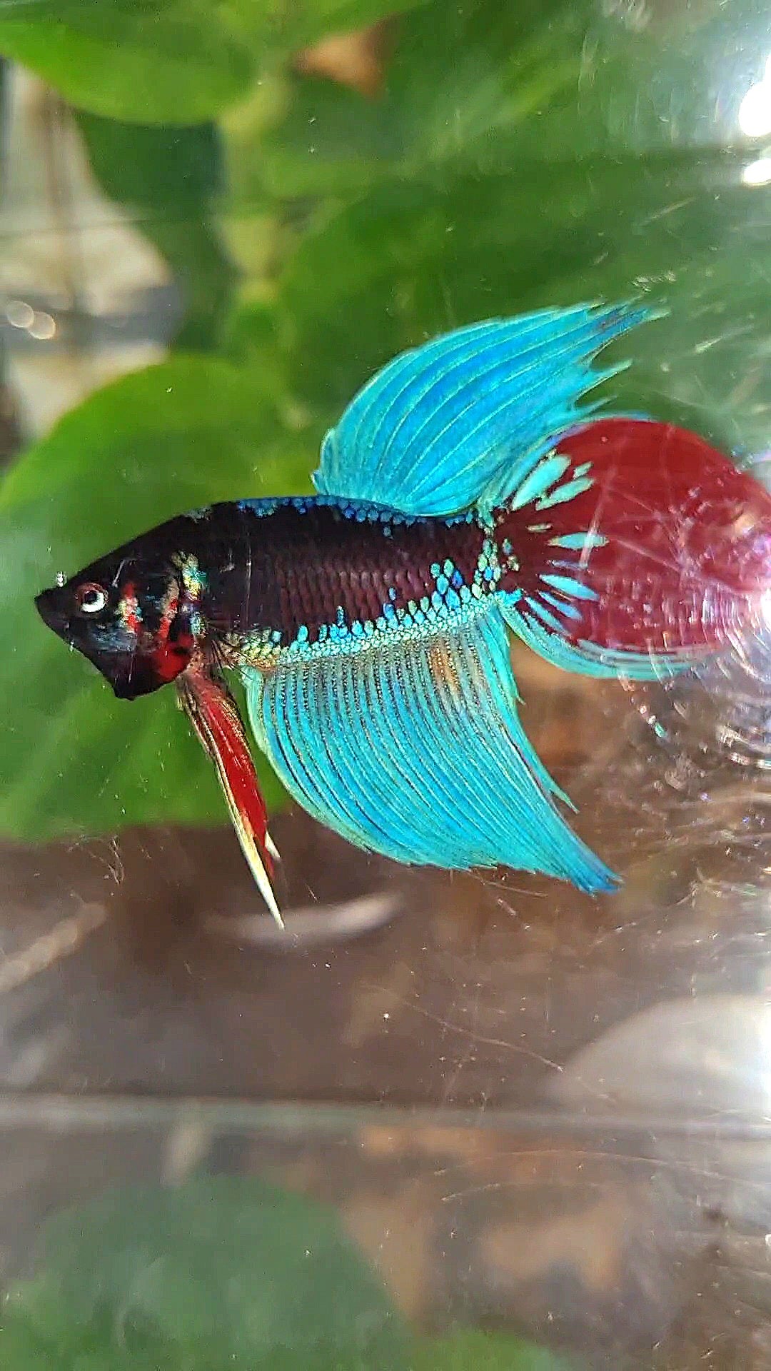 VEILTAIL BLACK SAPPHIRE AVATAR BETTA FISH