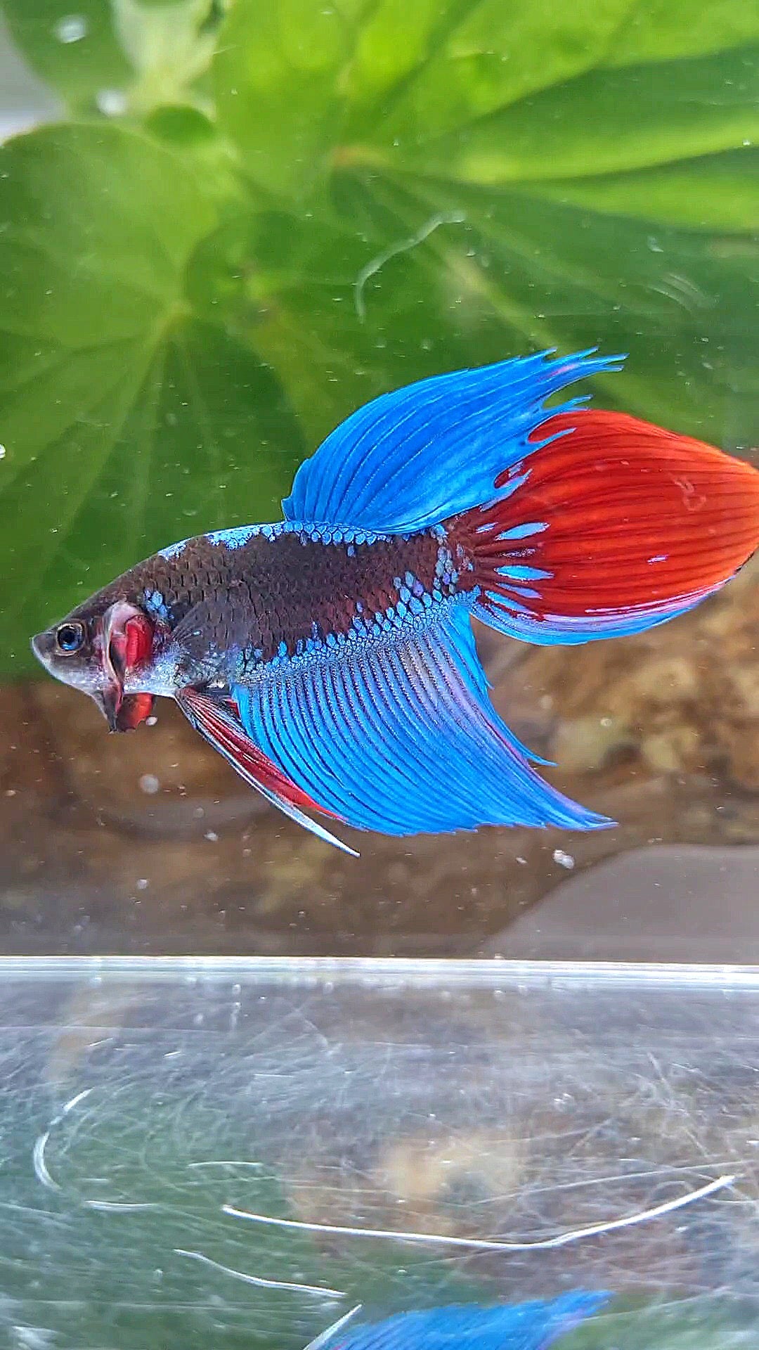 VEILTAIL BLACK SAPPHIRE AVATAR BETTA FISH