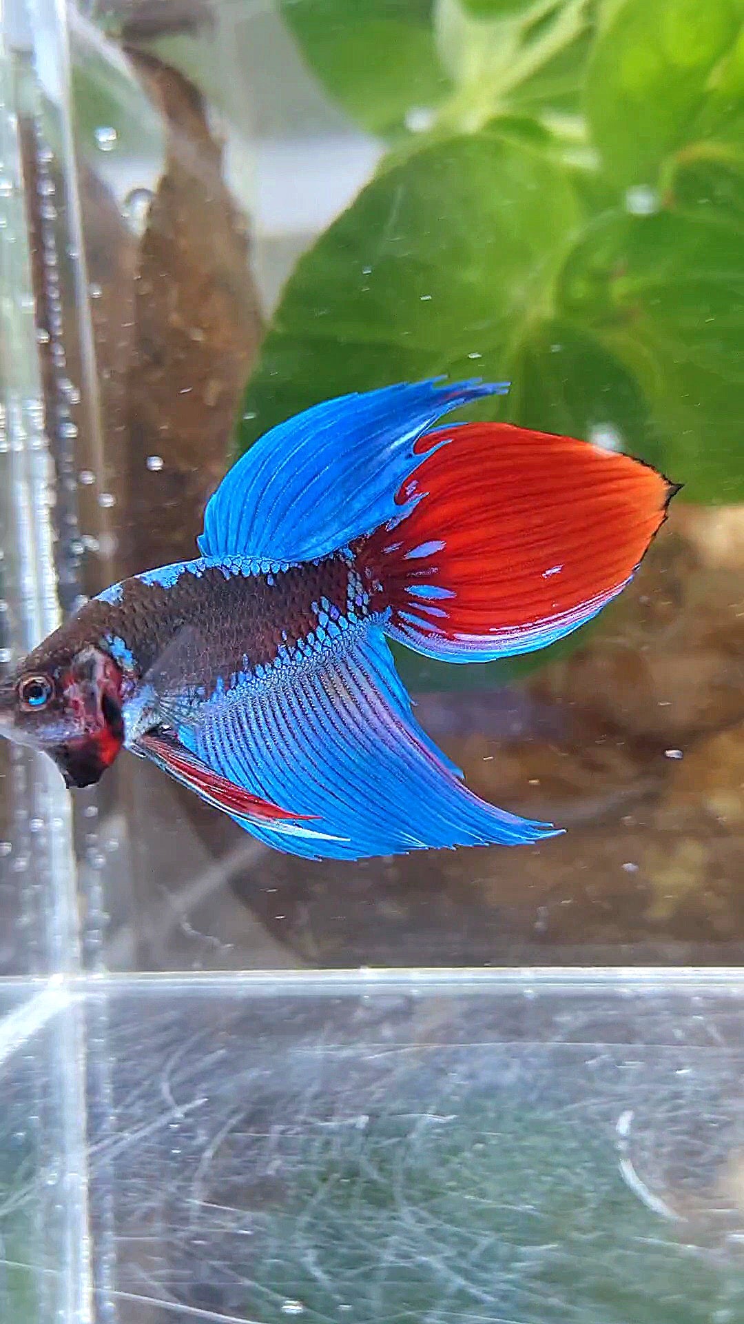 VEILTAIL BLACK SAPPHIRE AVATAR BETTA FISH