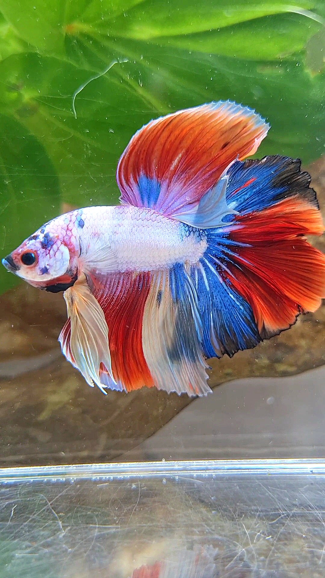 HALFMOON OVER ROSETAIL FANCY PATTERN RED MULTICOLOR BETTA FISH