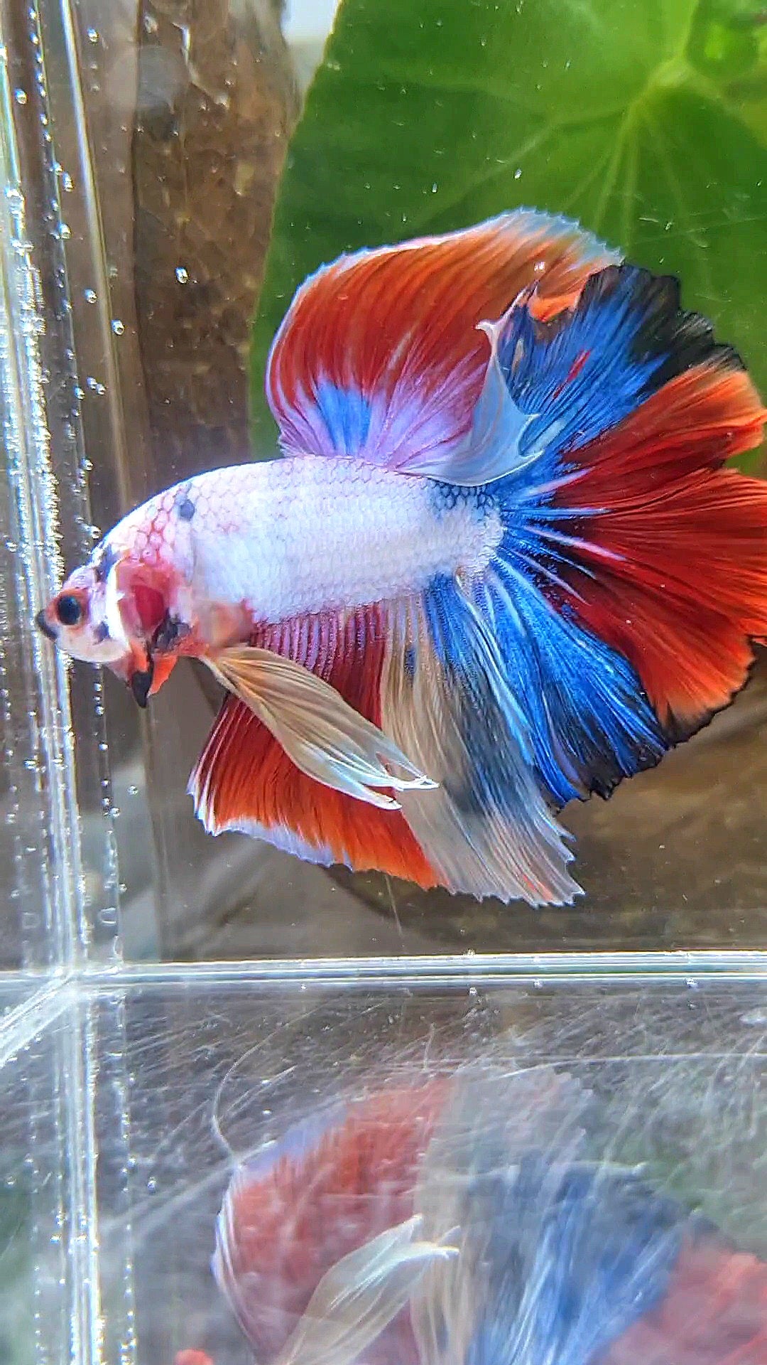 HALFMOON OVER ROSETAIL FANCY PATTERN RED MULTICOLOR BETTA FISH