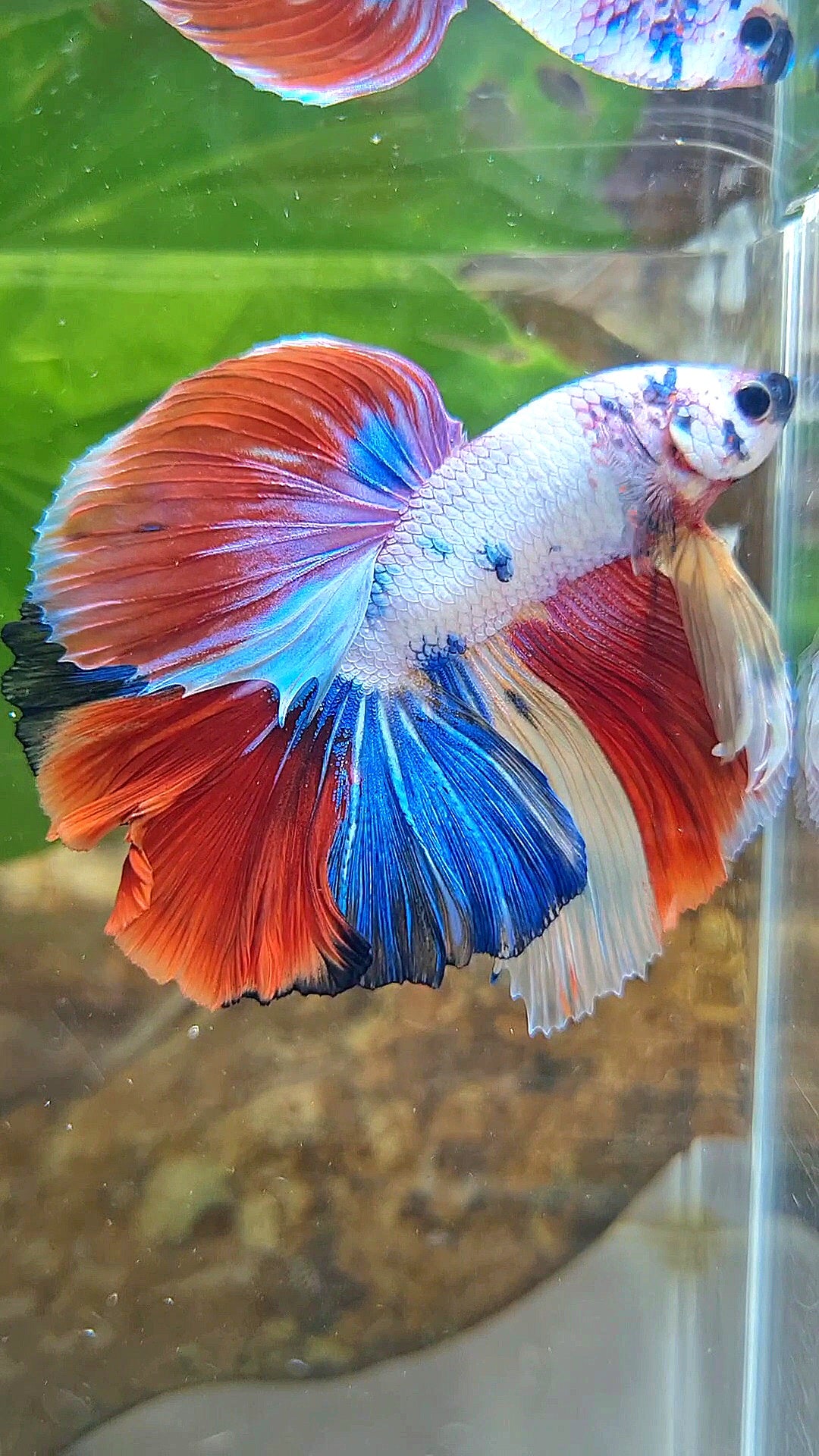 HALFMOON OVER ROSETAIL FANCY PATTERN RED MULTICOLOR BETTA FISH