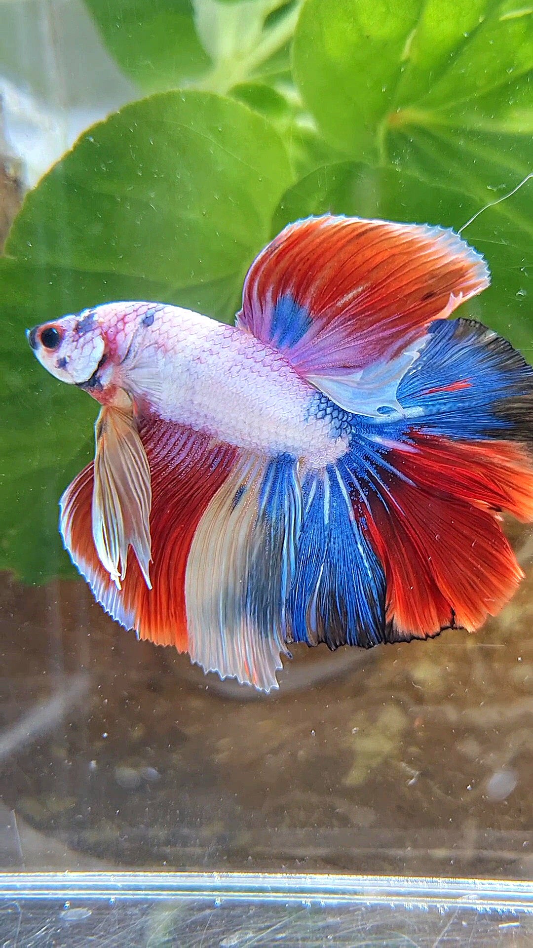 HALFMOON OVER ROSETAIL FANCY PATTERN RED MULTICOLOR BETTA FISH