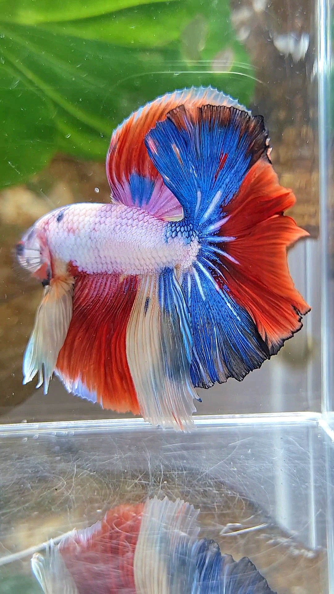 HALFMOON OVER ROSETAIL FANCY PATTERN RED MULTICOLOR BETTA FISH