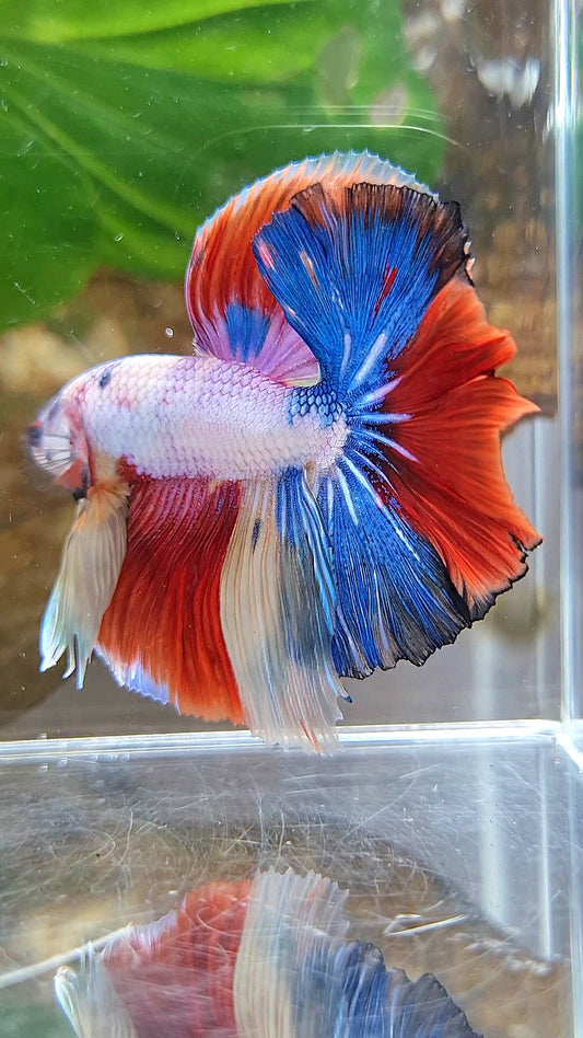 HALFMOON OVER ROSETAIL FANCY PATTERN RED MULTICOLOR BETTA FISH