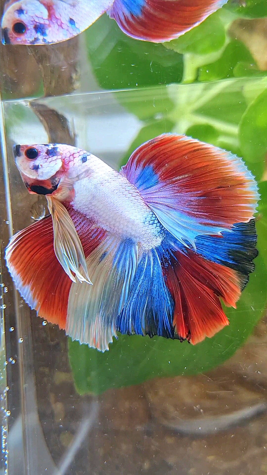 HALFMOON OVER ROSETAIL FANCY PATTERN RED MULTICOLOR BETTA FISH