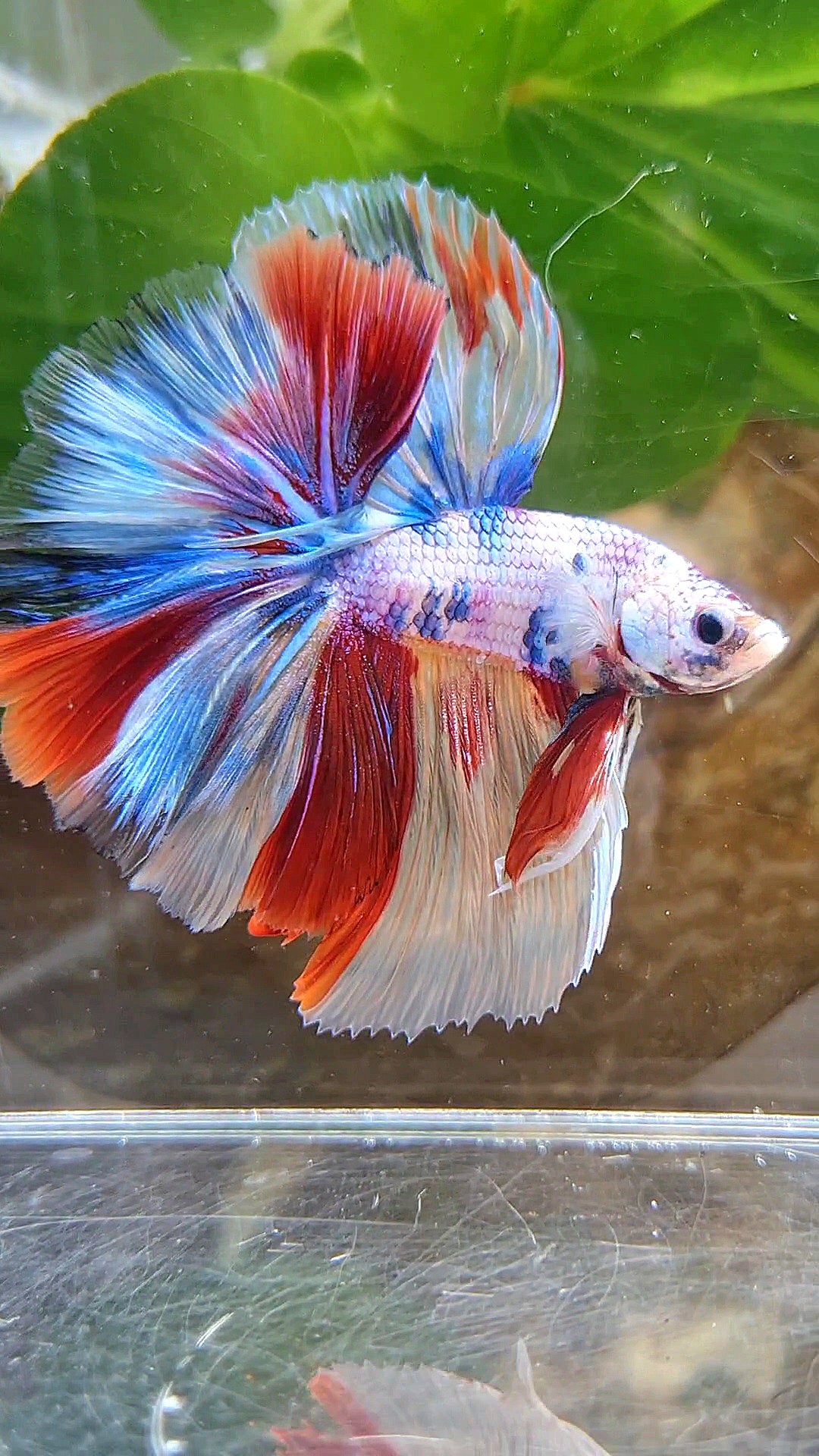 HALFMOON OVER ROSETAIL CANDY PURPLE FANCY MULTICOLOR BETTA FISH