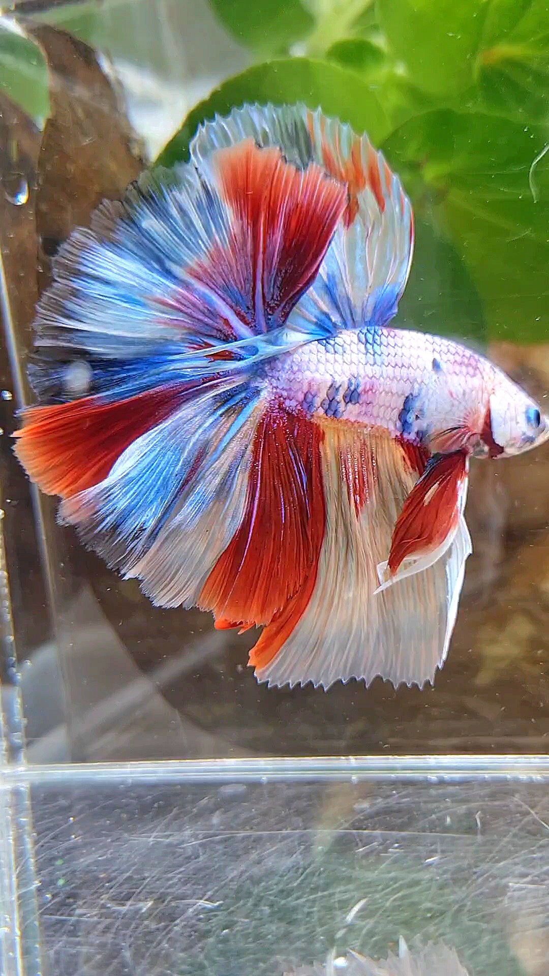 HALFMOON OVER ROSETAIL CANDY PURPLE FANCY MULTICOLOR BETTA FISH