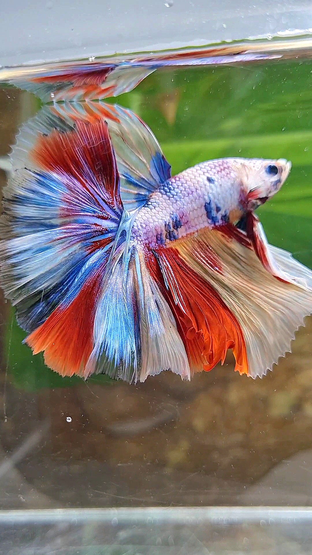 HALFMOON OVER ROSETAIL CANDY PURPLE FANCY MULTICOLOR BETTA FISH