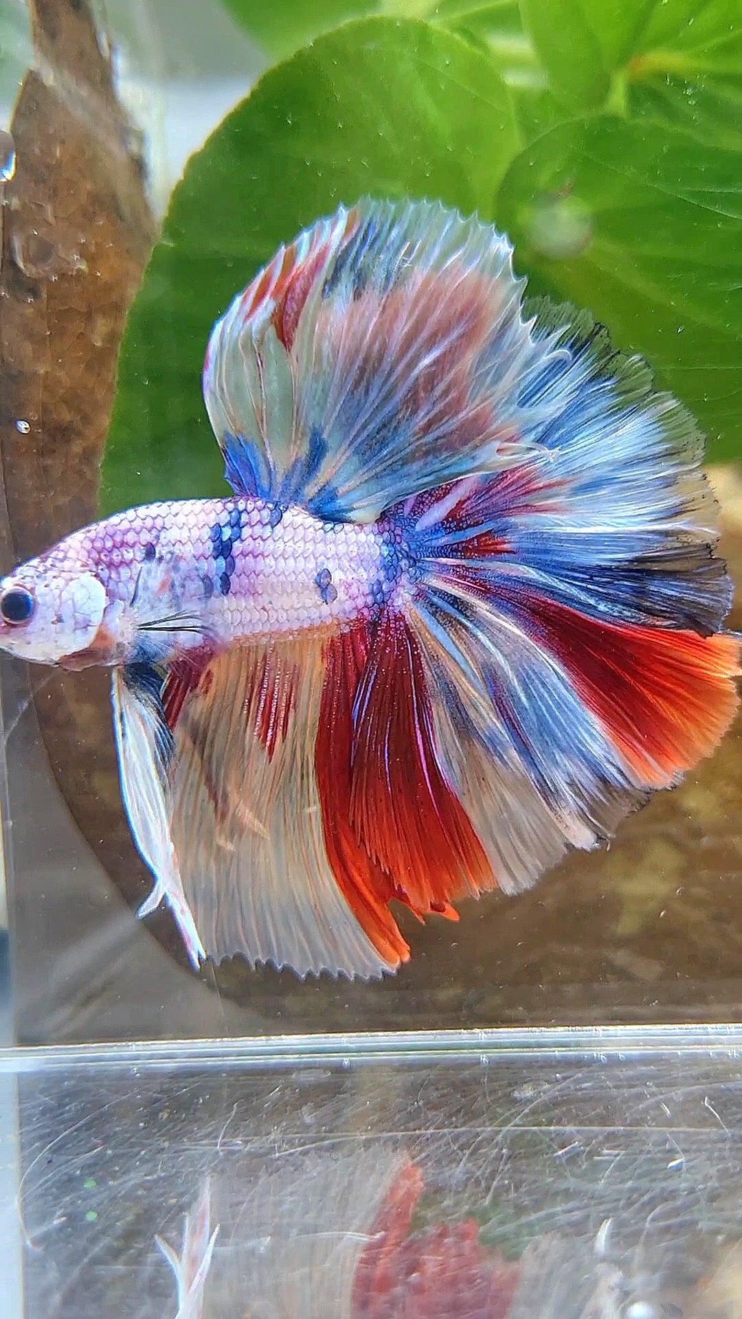 HALFMOON OVER ROSETAIL CANDY PURPLE FANCY MULTICOLOR BETTA FISH