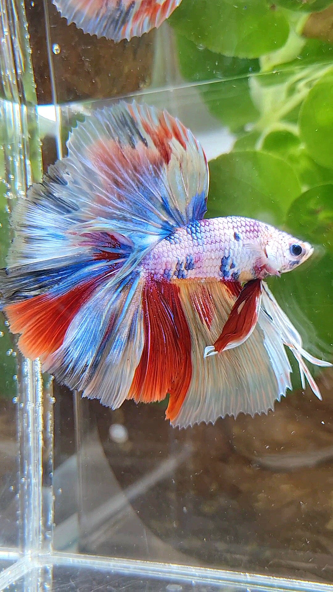 HALFMOON OVER ROSETAIL CANDY PURPLE FANCY MULTICOLOR BETTA FISH