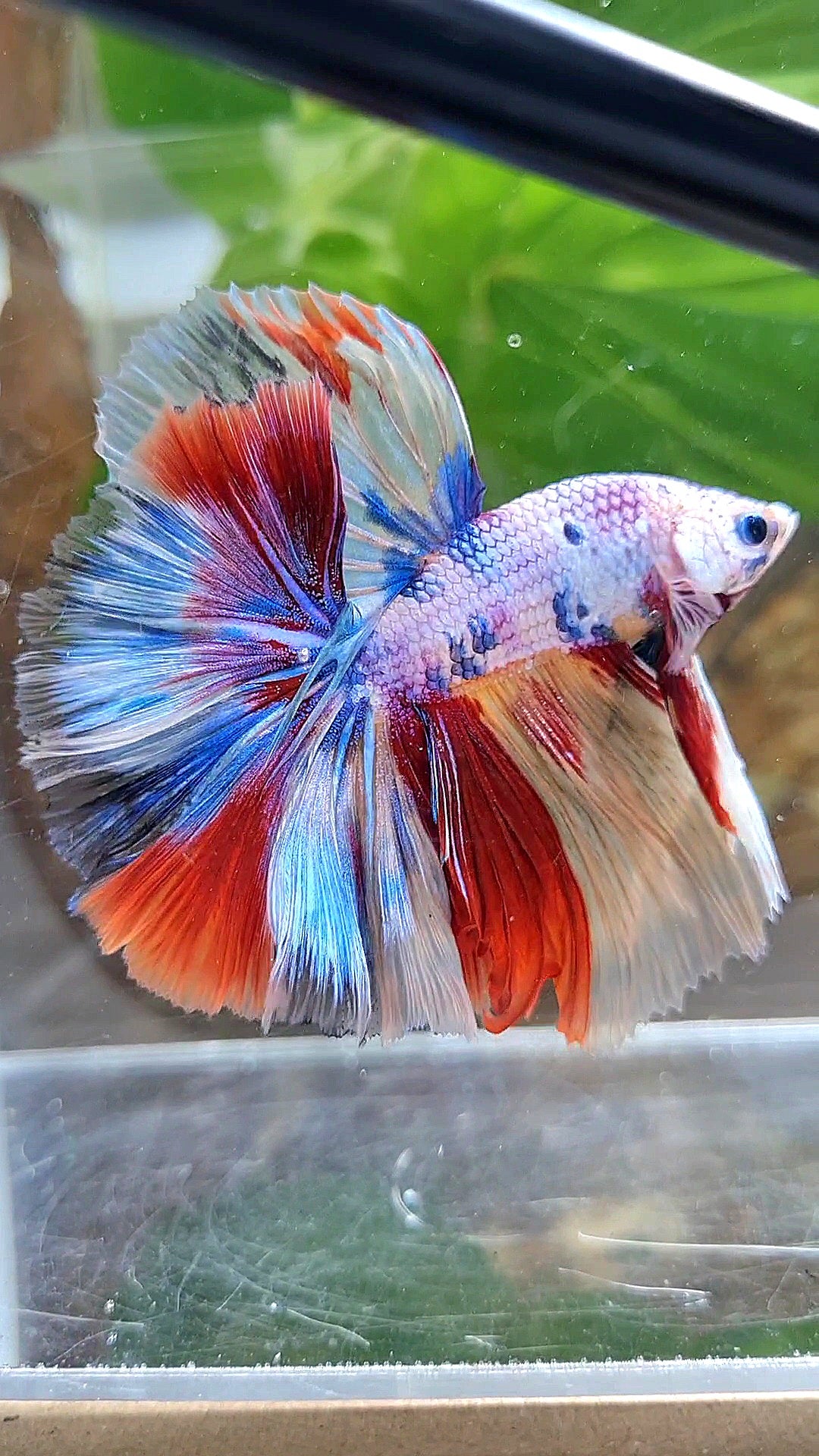 HALFMOON OVER ROSETAIL CANDY PURPLE FANCY MULTICOLOR BETTA FISH
