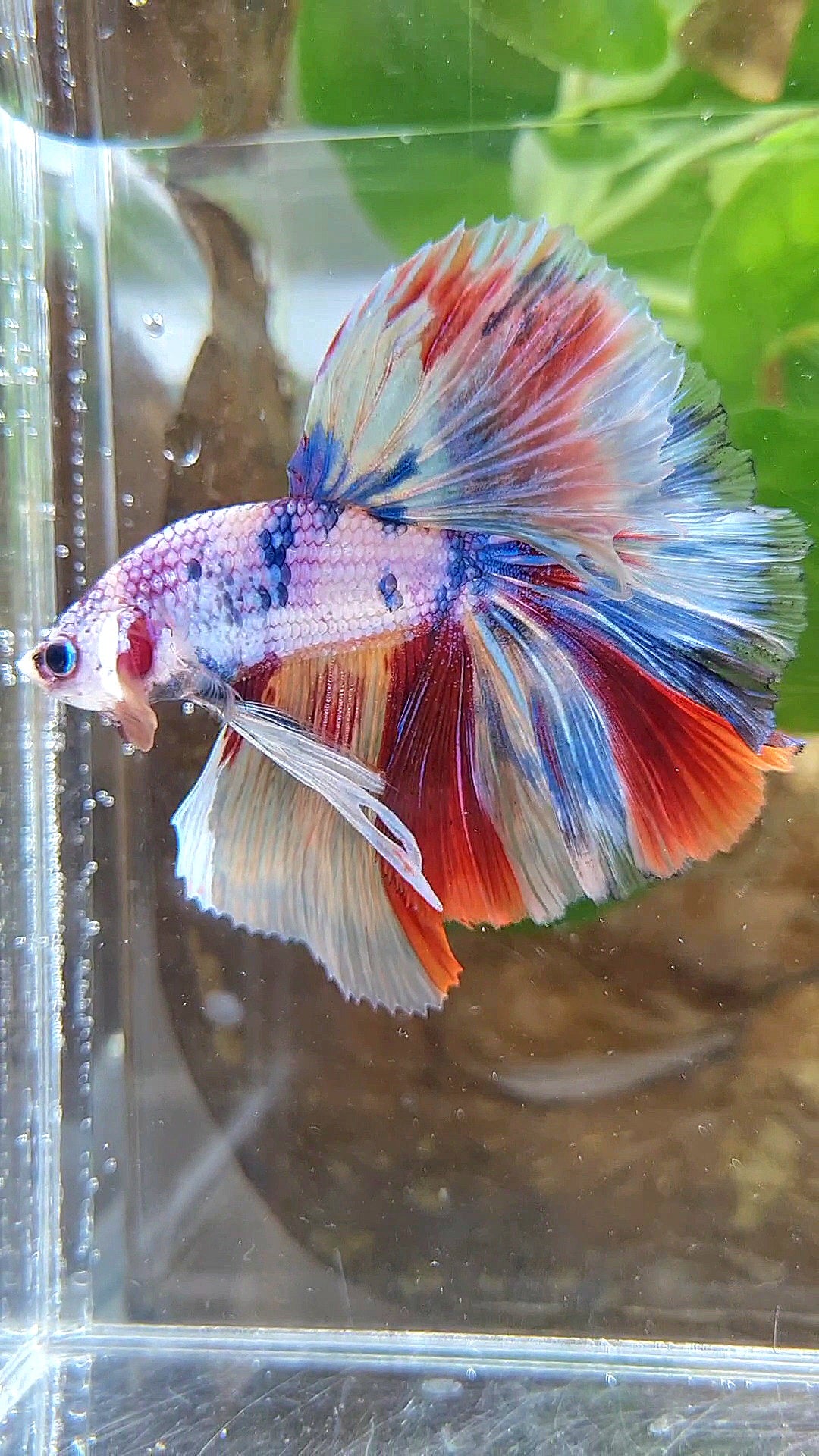 HALFMOON OVER ROSETAIL CANDY PURPLE FANCY MULTICOLOR BETTA FISH