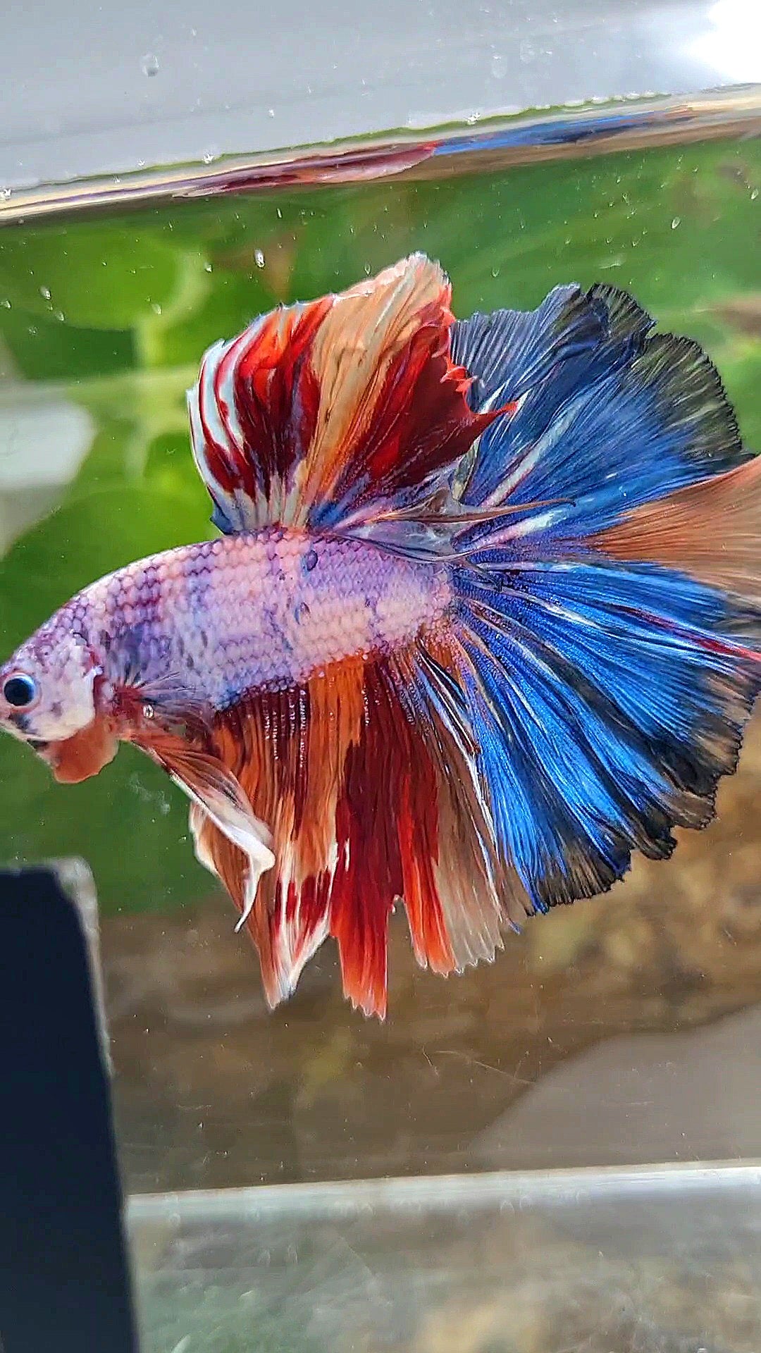 HALFMOON OVER ROSETAIL CANDY PURPLE FANCY MULTICOLOR BETTA FISH