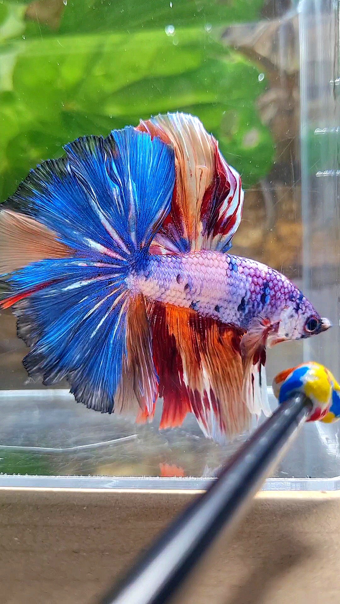HALFMOON OVER ROSETAIL CANDY PURPLE FANCY MULTICOLOR BETTA FISH