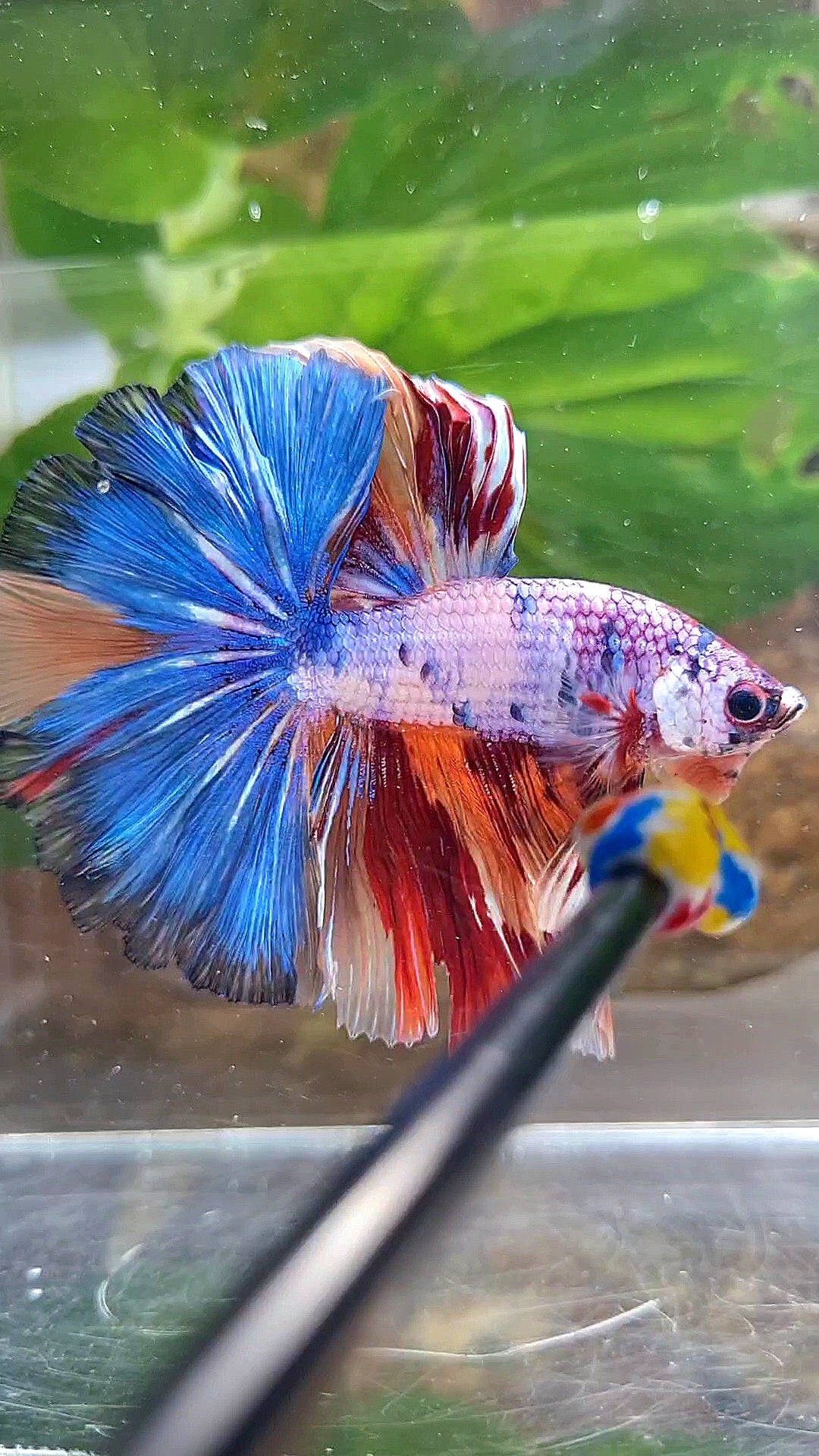 HALFMOON OVER ROSETAIL CANDY PURPLE FANCY MULTICOLOR BETTA FISH