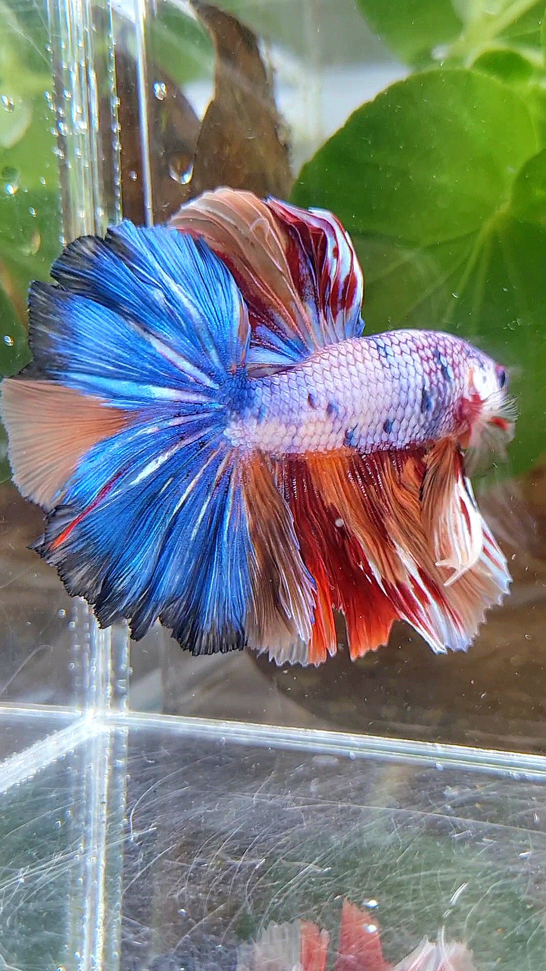 HALFMOON OVER ROSETAIL CANDY PURPLE FANCY MULTICOLOR BETTA FISH