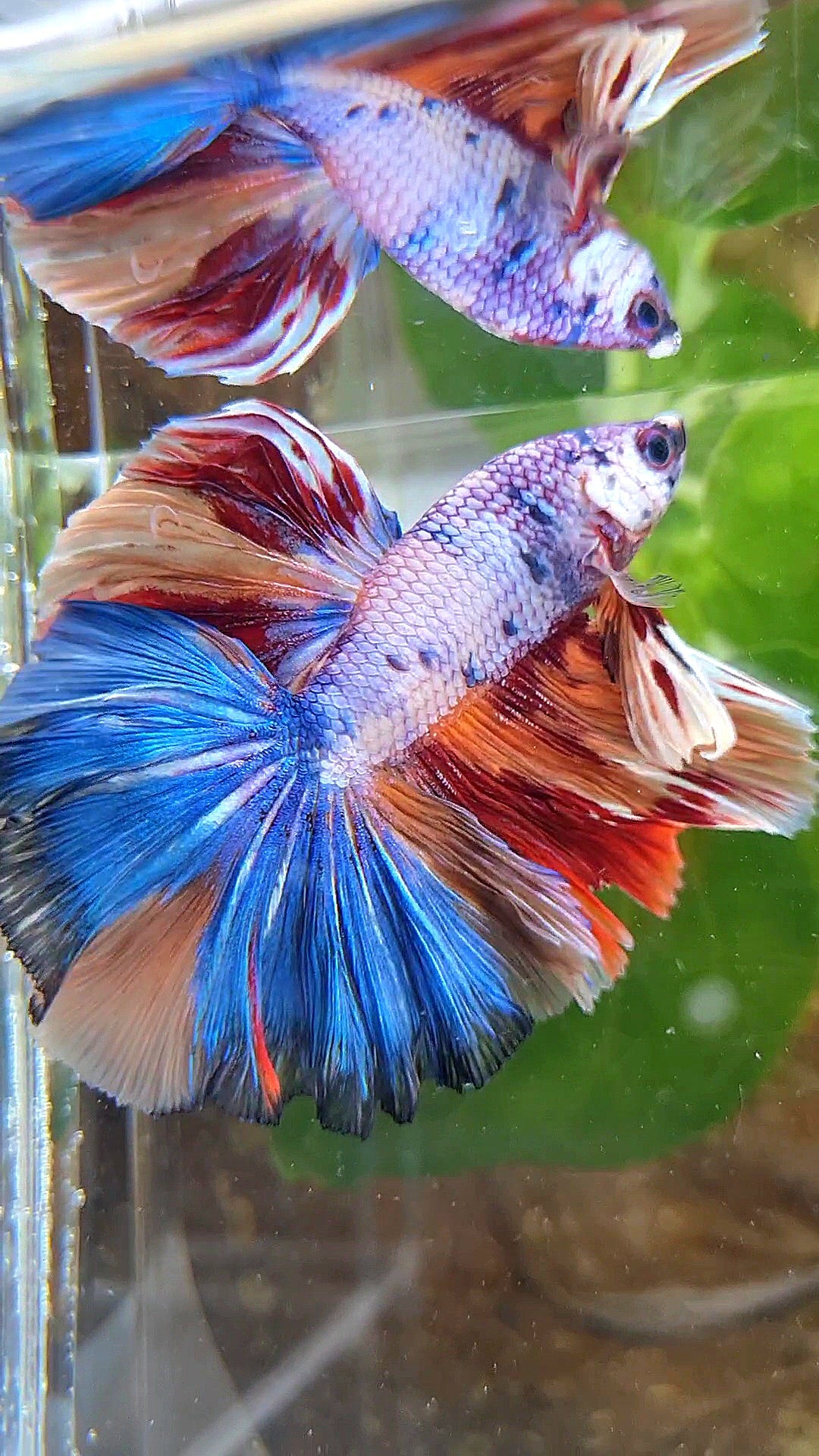 HALFMOON OVER ROSETAIL CANDY PURPLE FANCY MULTICOLOR BETTA FISH