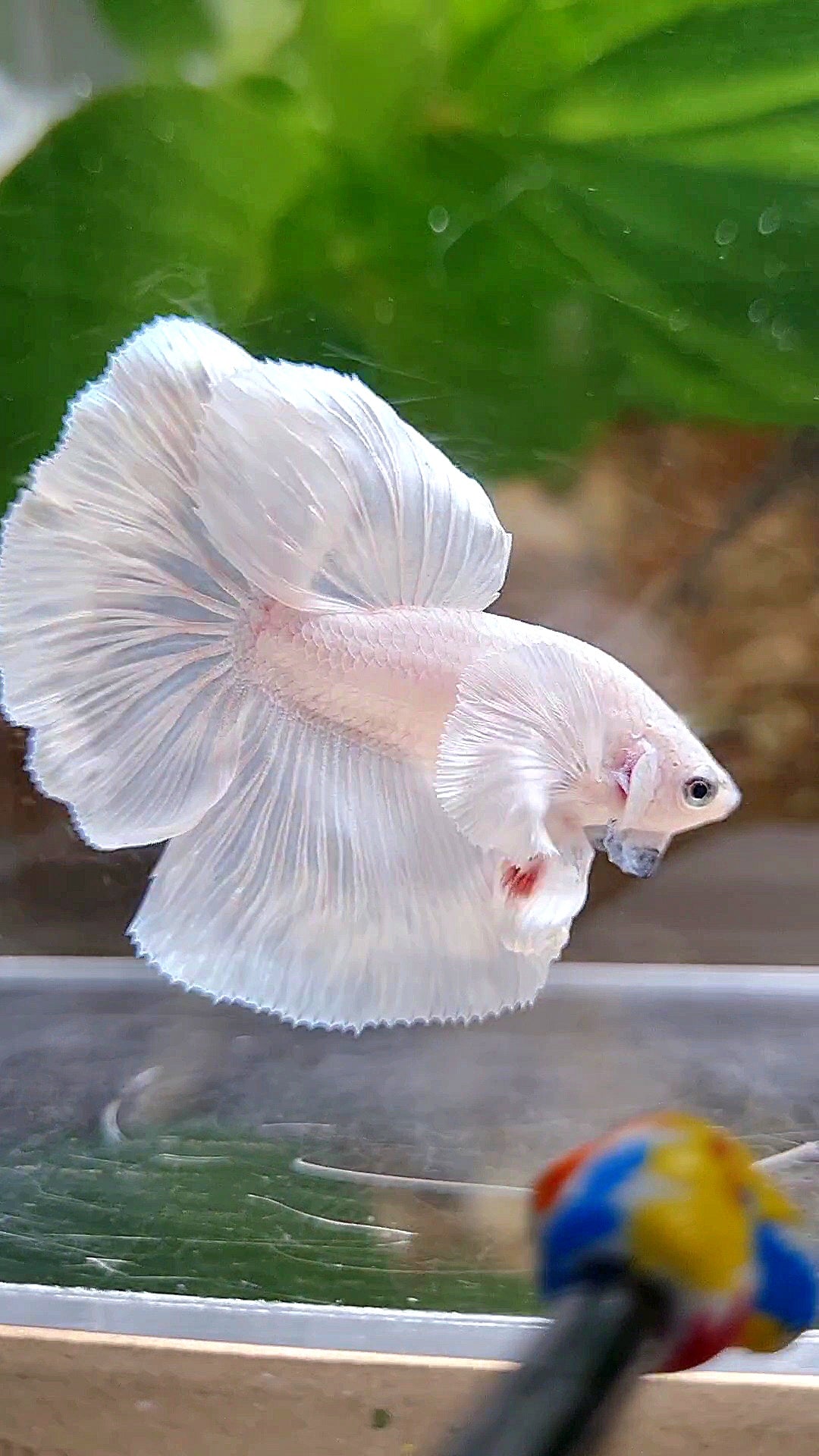 HALFMOON DUMBO EAR ROSETAIL WHITE PLATINUM BETTA FISH