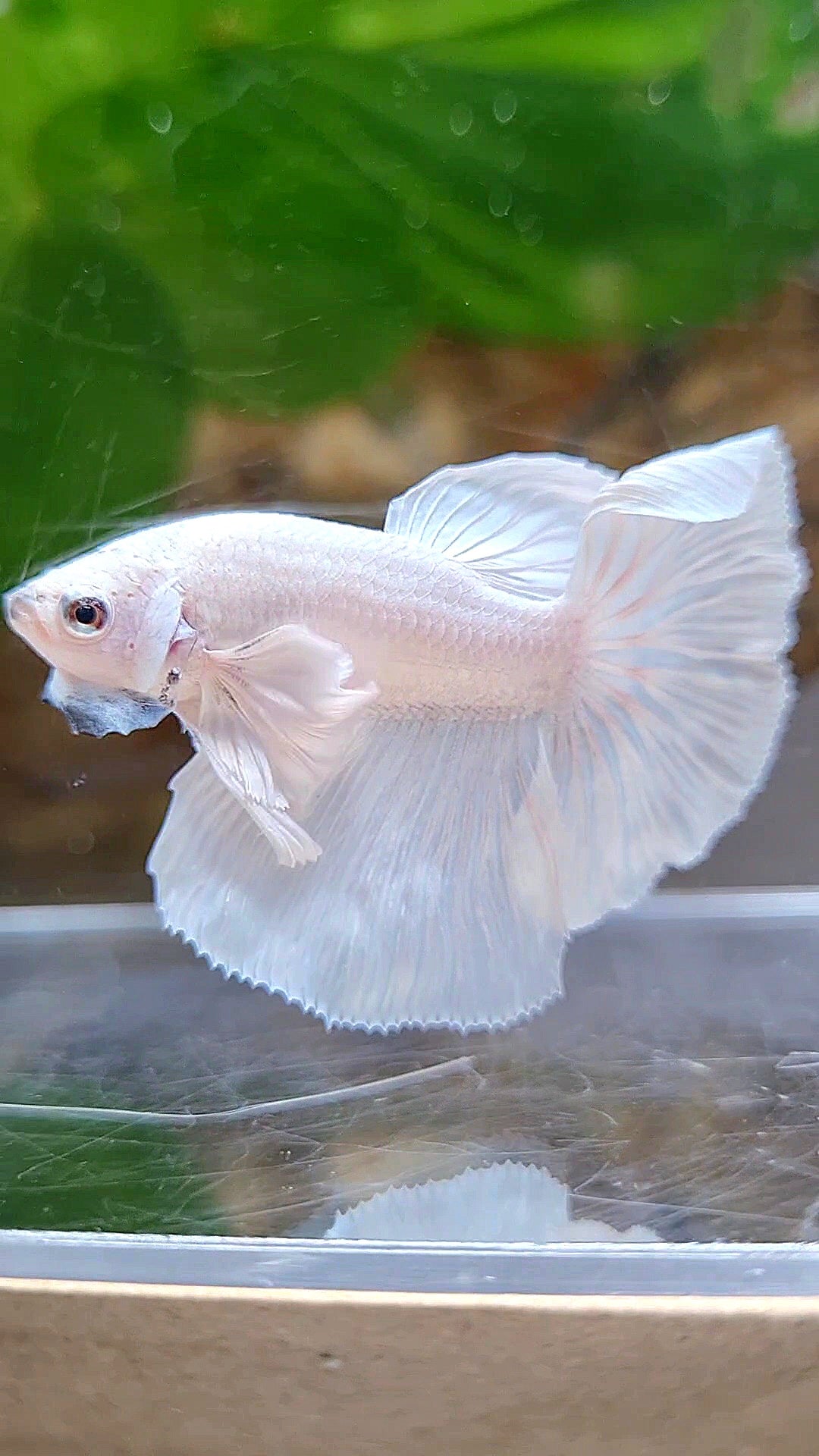 HALFMOON DUMBO EAR ROSETAIL WHITE PLATINUM BETTA FISH