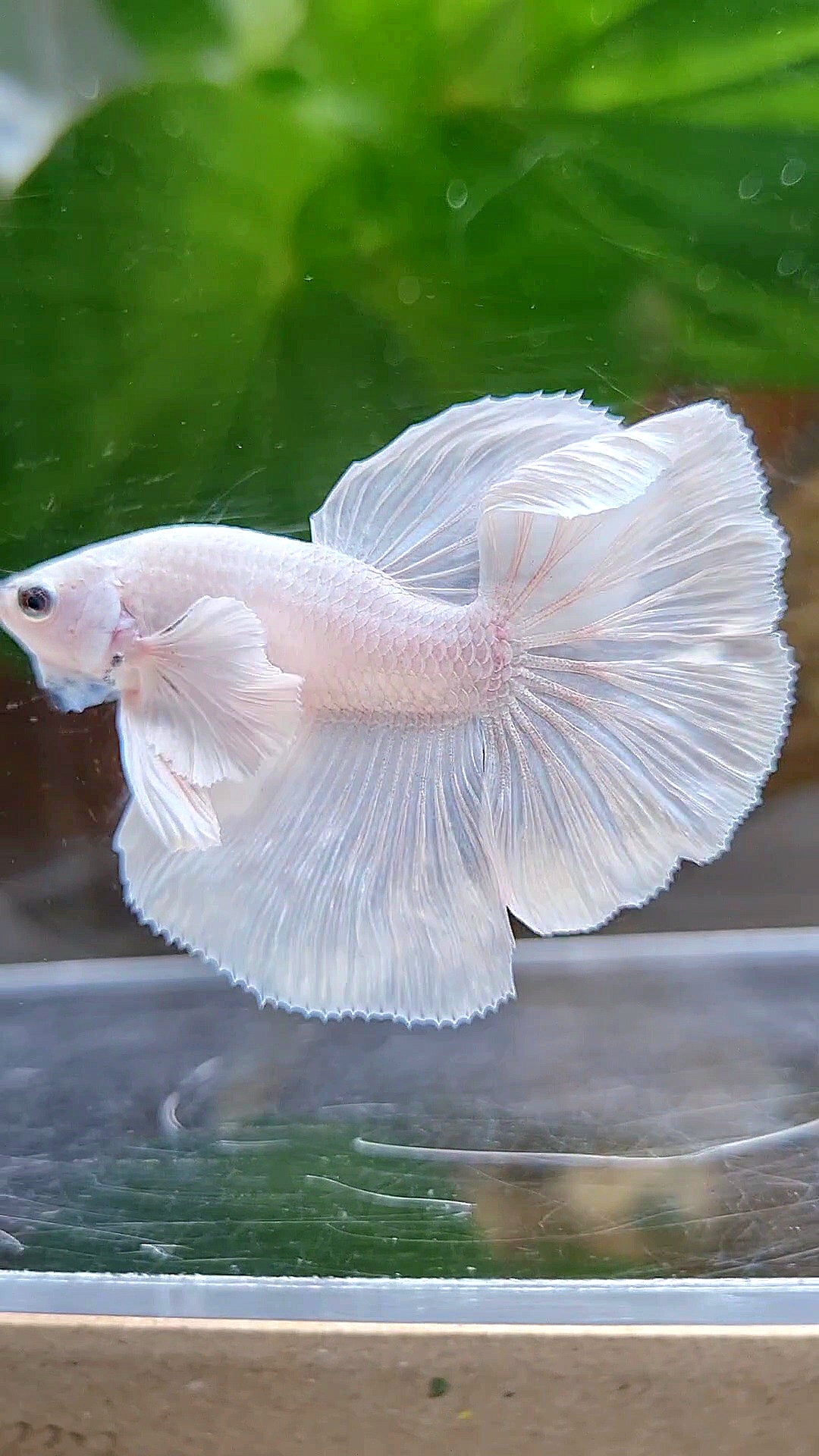 HALFMOON DUMBO EAR ROSETAIL WHITE PLATINUM BETTA FISH