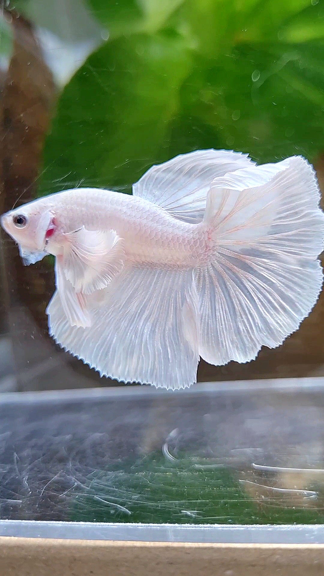 HALFMOON DUMBO EAR ROSETAIL WHITE PLATINUM BETTA FISH