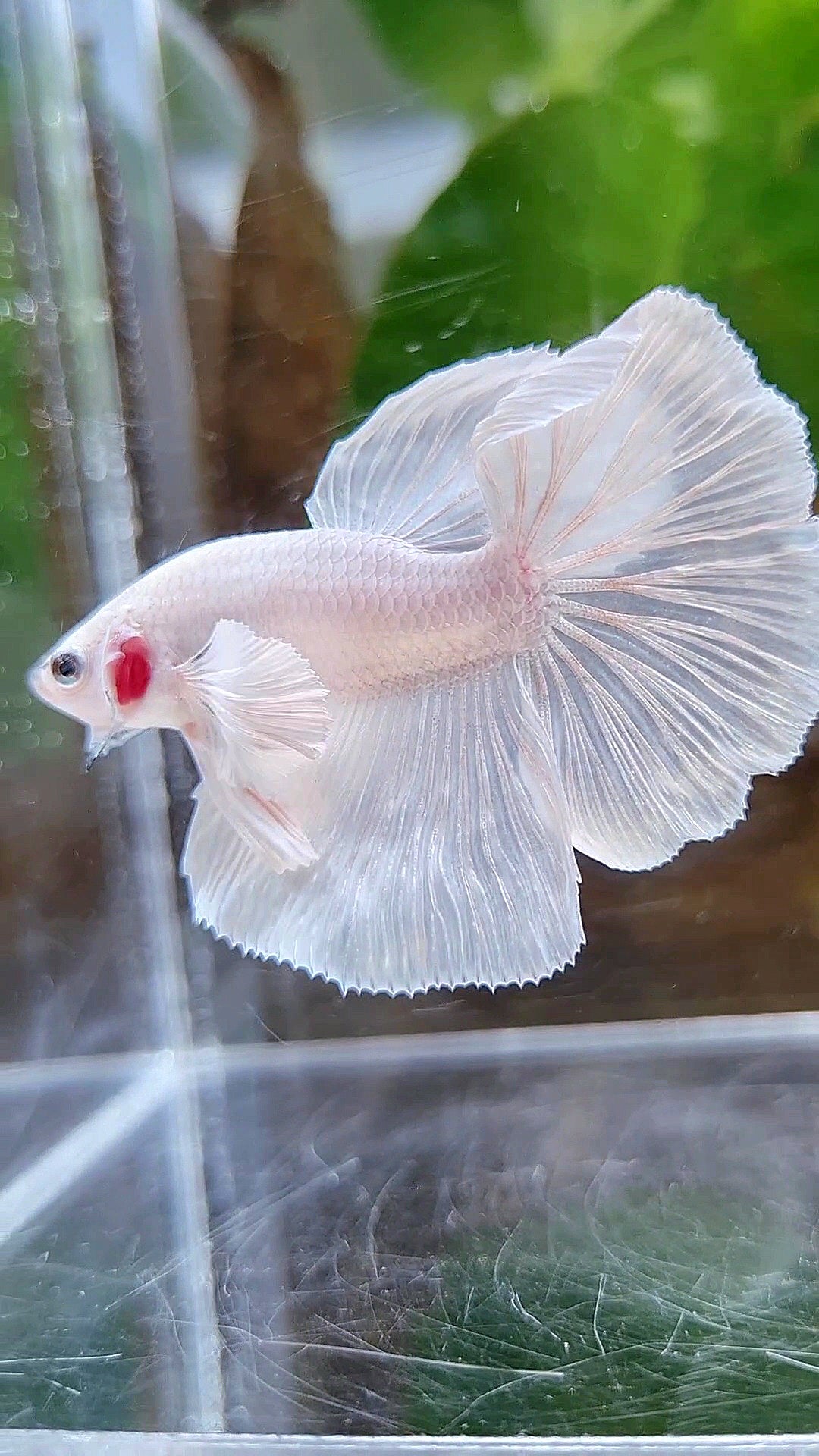 HALFMOON DUMBO EAR ROSETAIL WHITE PLATINUM BETTA FISH