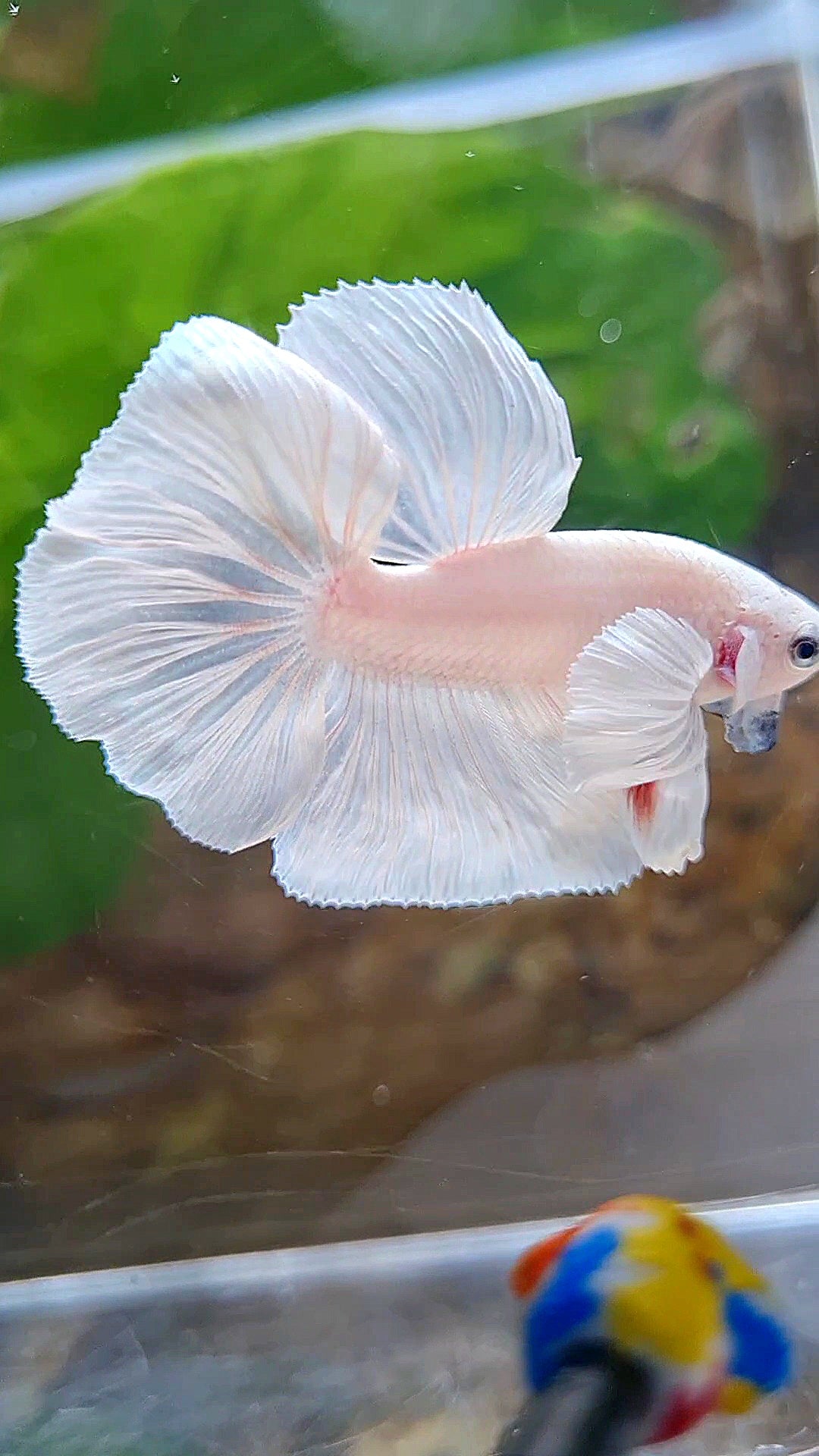 HALFMOON DUMBO EAR ROSETAIL WHITE PLATINUM BETTA FISH