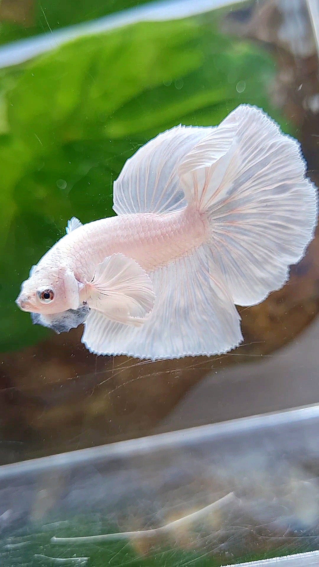 HALFMOON DUMBO EAR ROSETAIL WHITE PLATINUM BETTA FISH