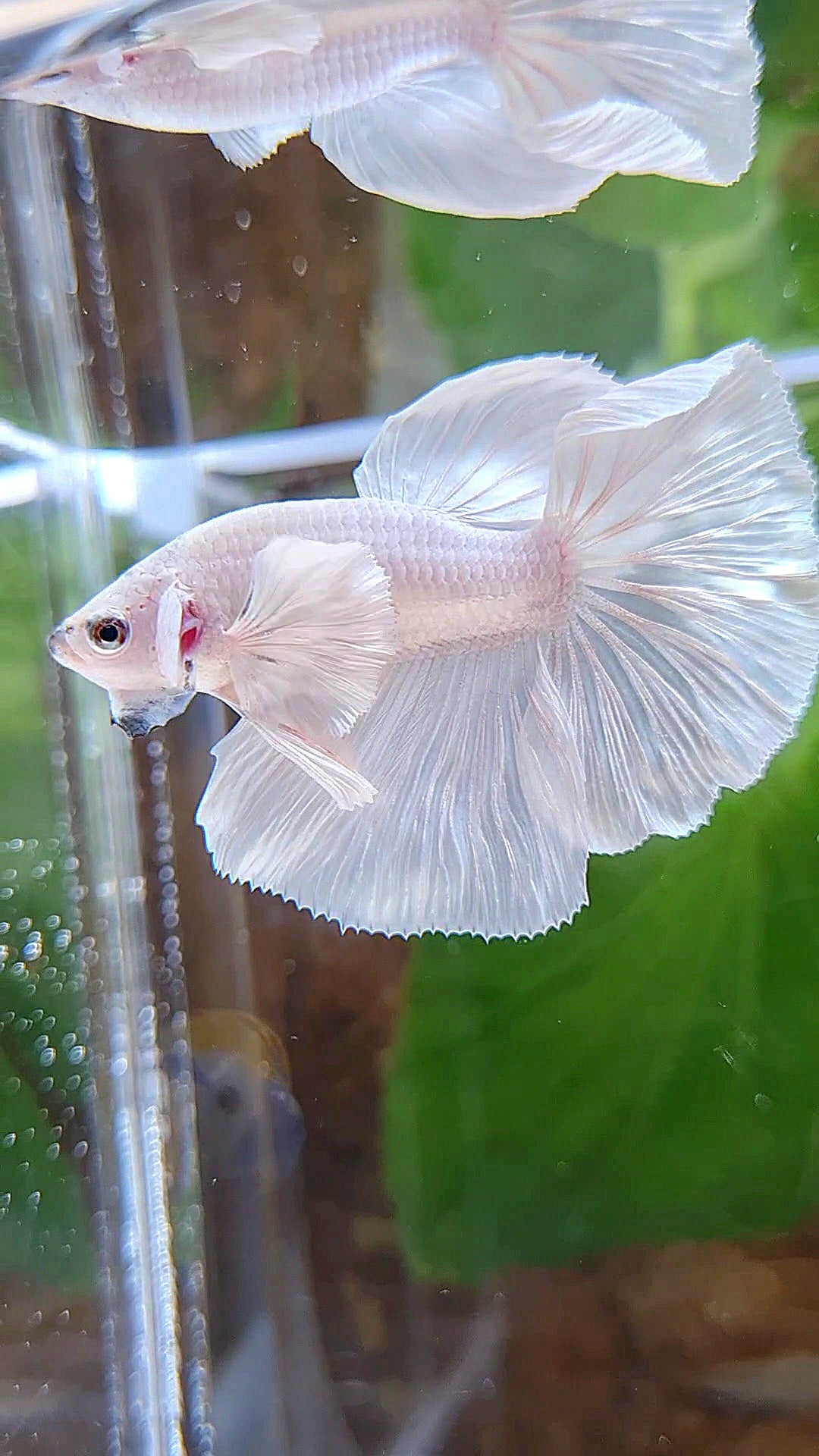 HALFMOON DUMBO EAR ROSETAIL WHITE PLATINUM BETTA FISH