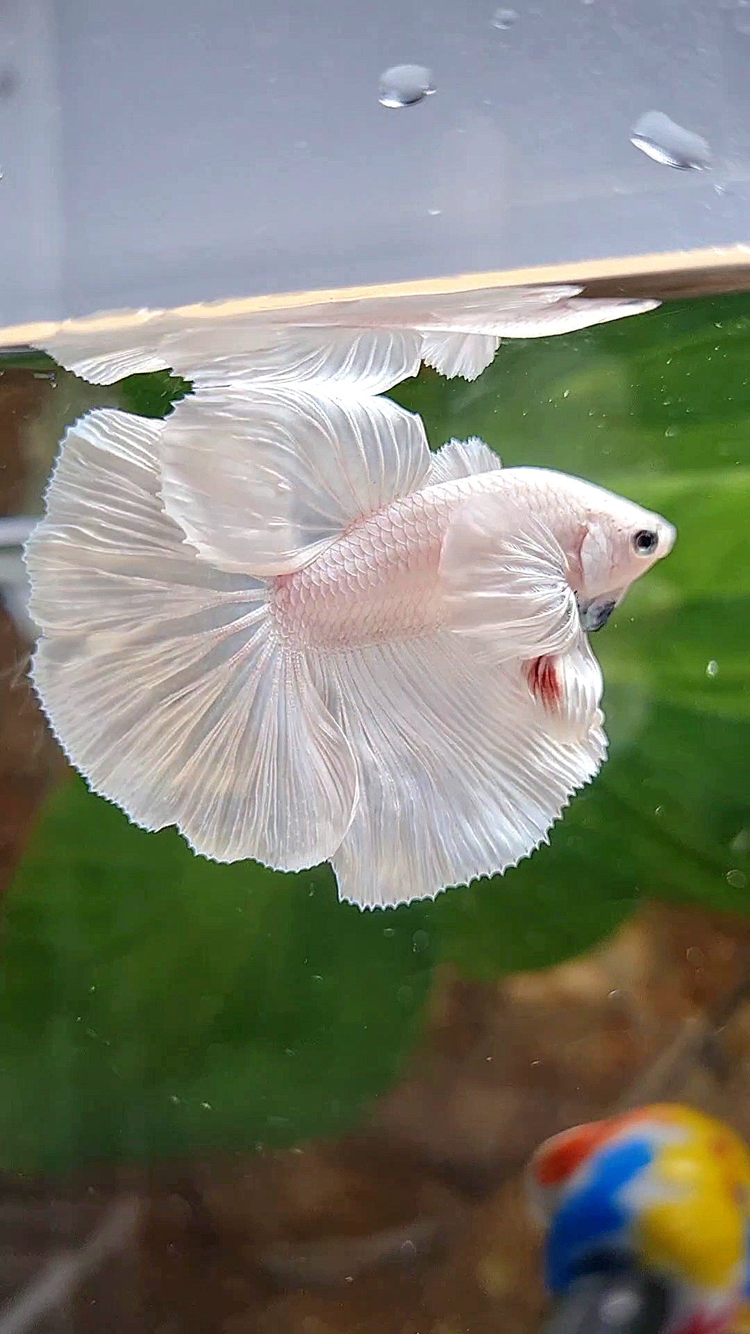 HALFMOON DUMBO EAR ROSETAIL WHITE PLATINUM BETTA FISH