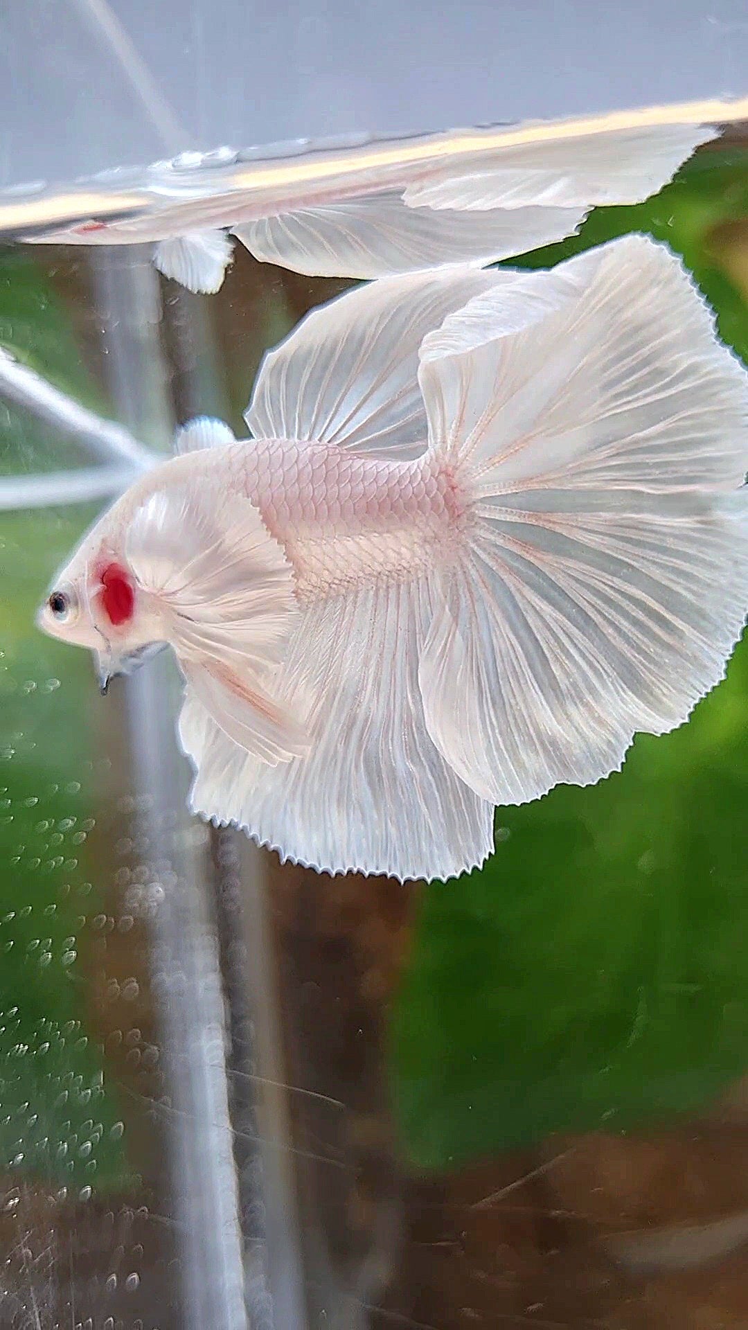 LUXURY HALFMOON DUMBO EAR ROSETAIL WHITE PLATINUM BETTA FISH