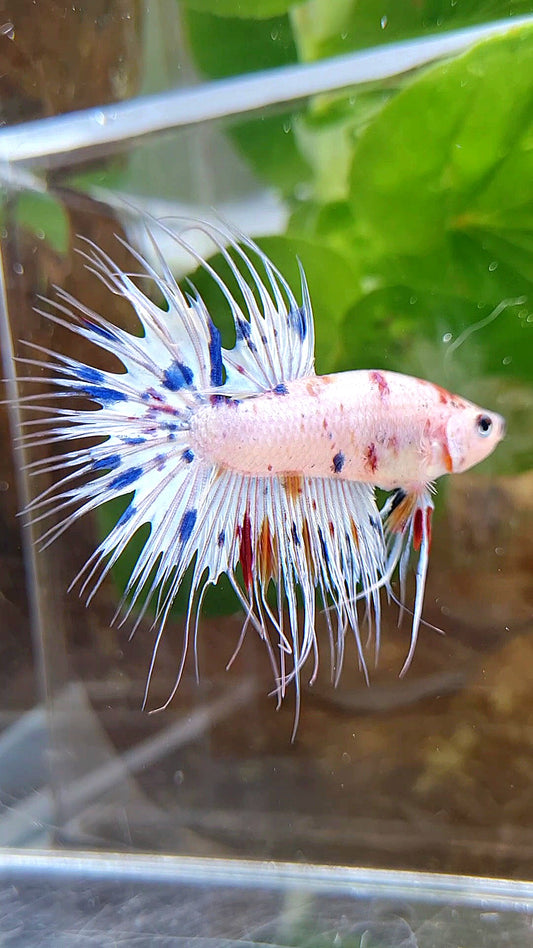 CROWNTAIL WHITE CANDY DOTS MULTICOLOR BETTA FISH