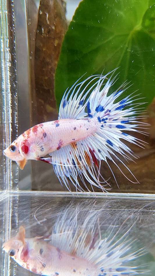 CROWNTAIL WHITE CANDY DOTS MULTICOLOR BETTA FISH