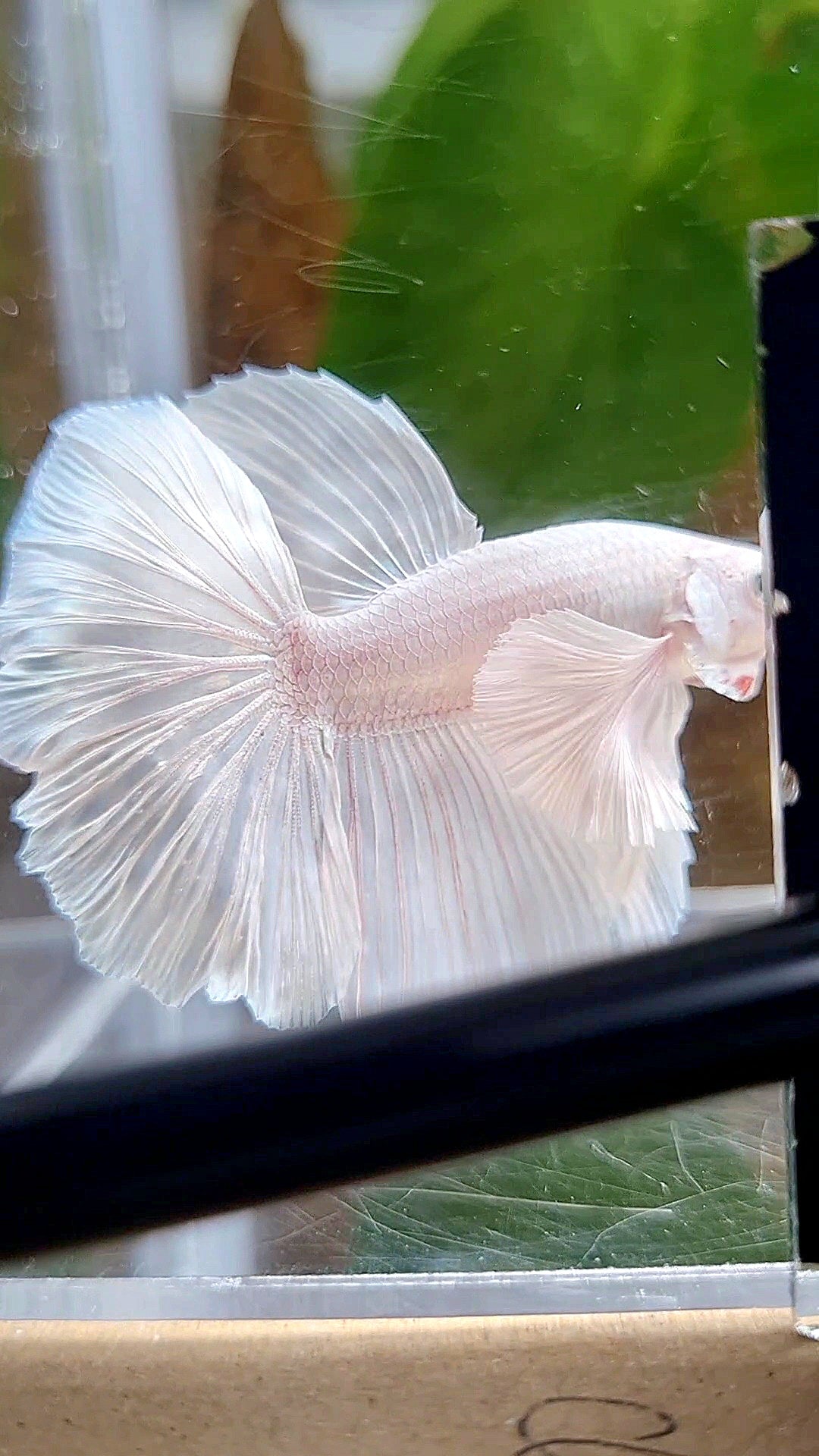 LUXURY HALFMOON DUMBO EAR ROSETAIL WHITE PLATINUM BETTA FISH