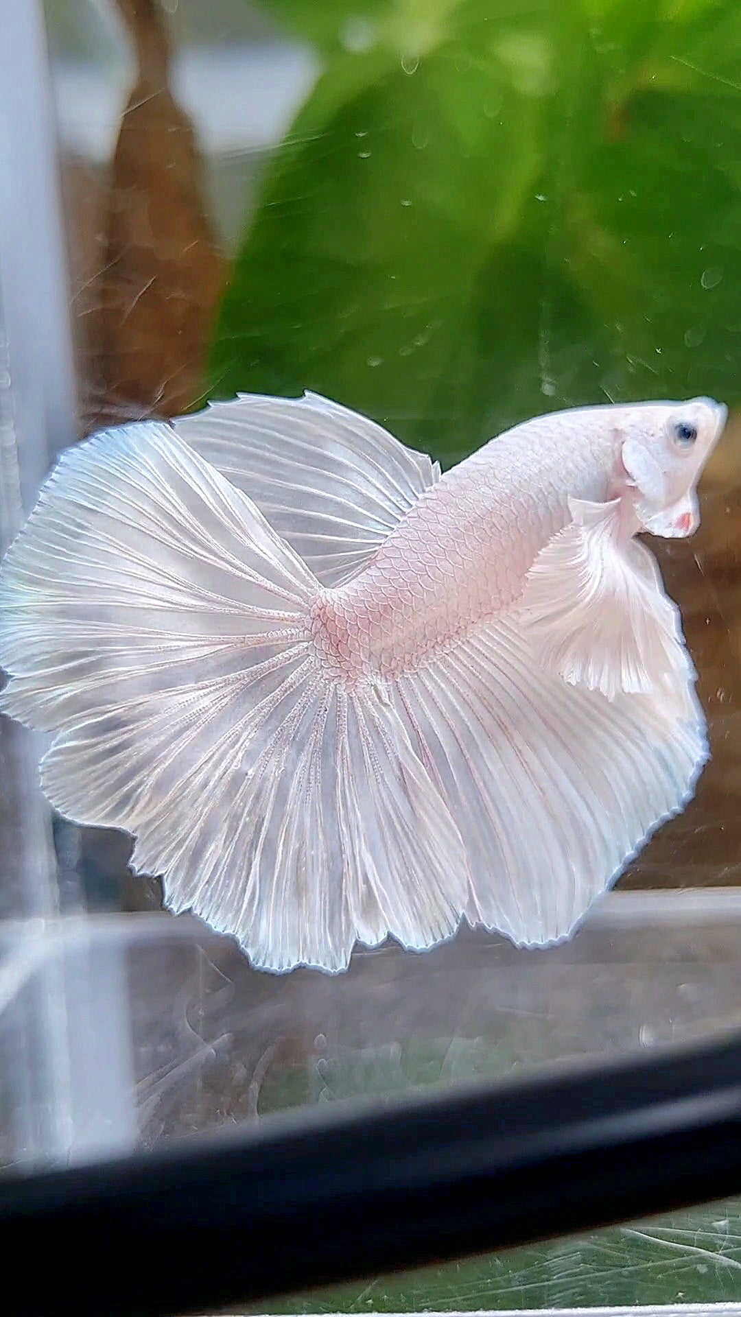LUXURY HALFMOON DUMBO EAR ROSETAIL WHITE PLATINUM BETTA FISH